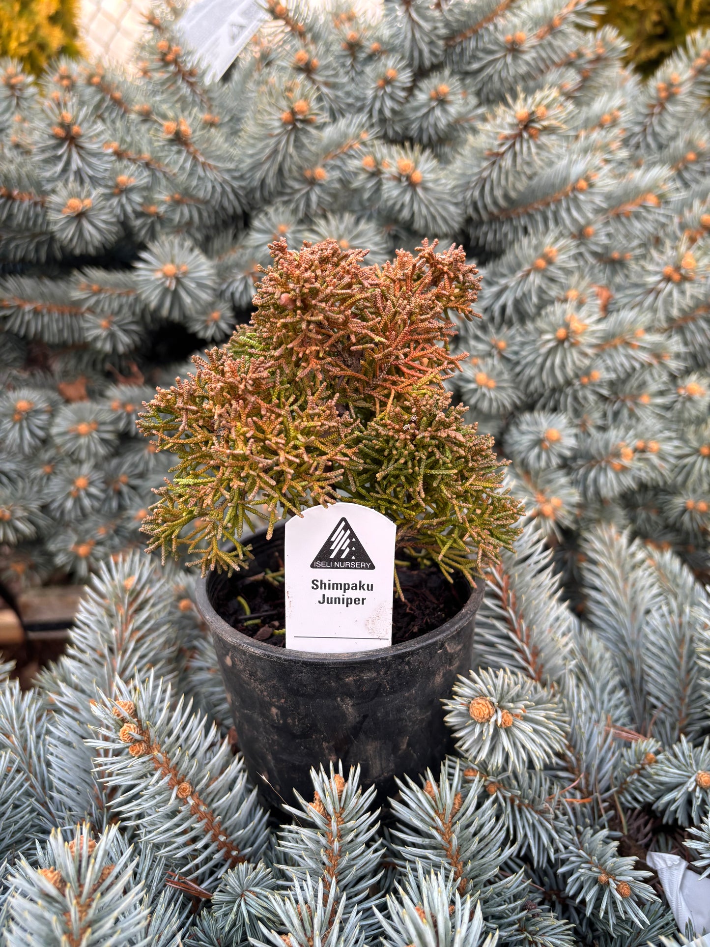 Juniperus chinensis ‘Shimpaku’