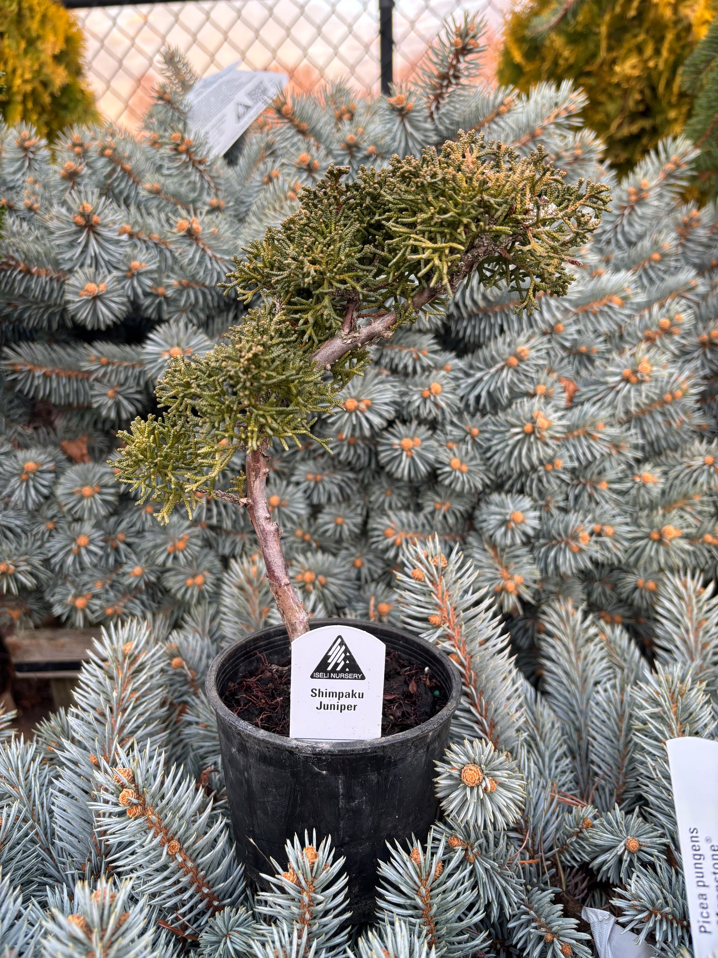 Juniperus chinensis ‘Shimpaku’