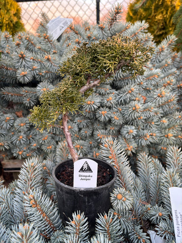 Juniperus chinensis ‘Shimpaku’