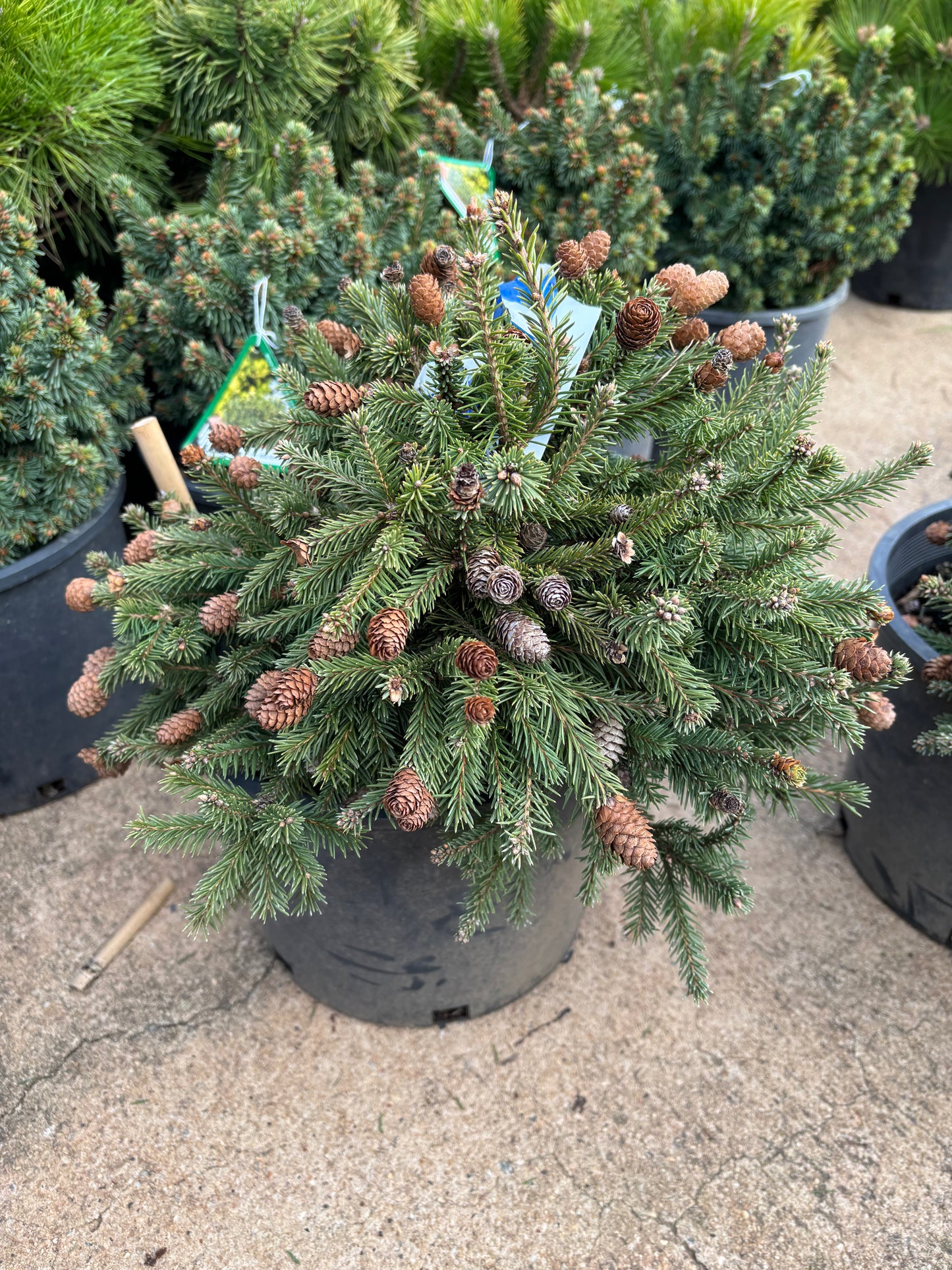 Picea abies ‘Pusch’