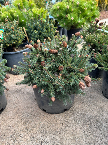 Picea abies ‘Pusch’