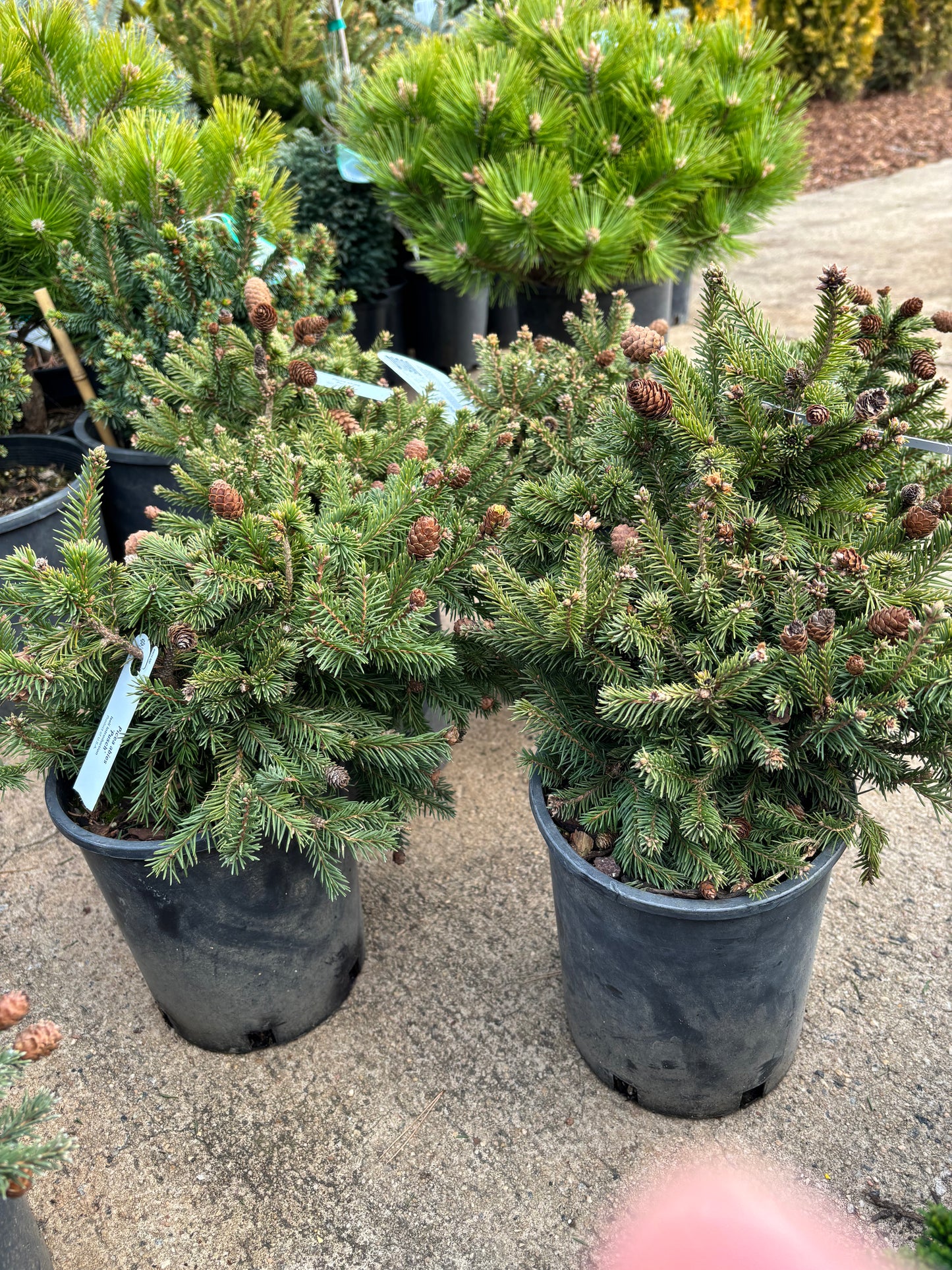Picea abies ‘Pusch’