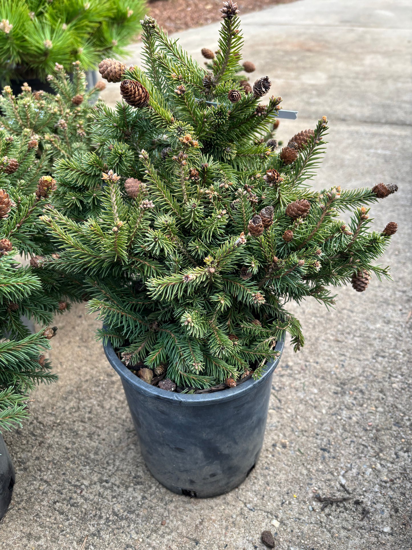 Picea abies ‘Pusch’