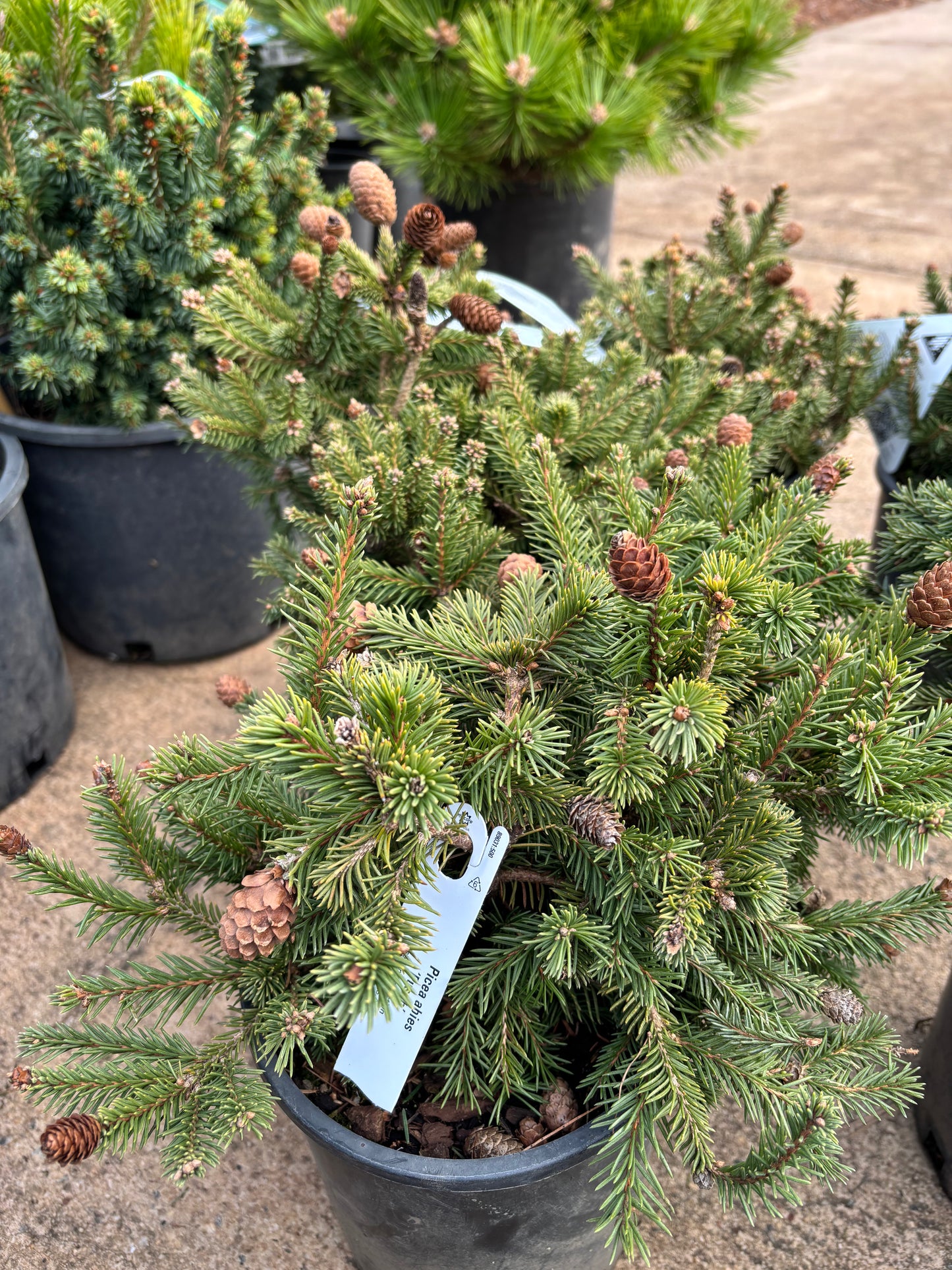 Picea abies ‘Pusch’