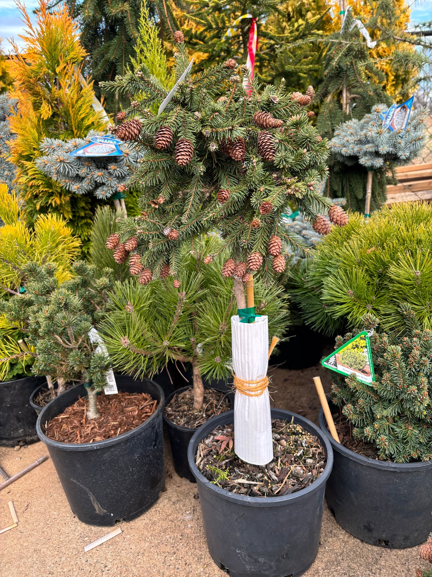 Picea abies ‘Pusch’