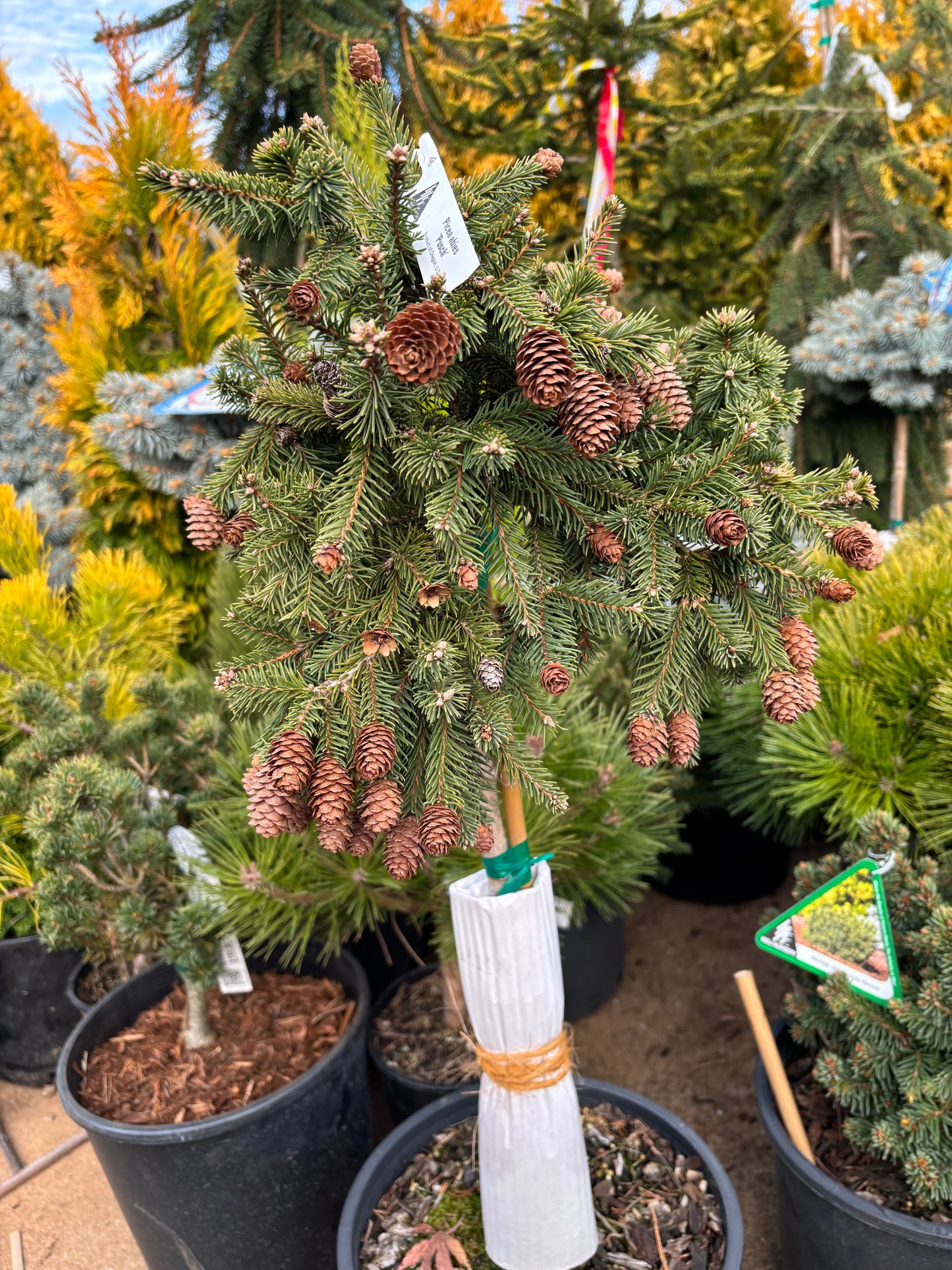 Picea abies ‘Pusch’