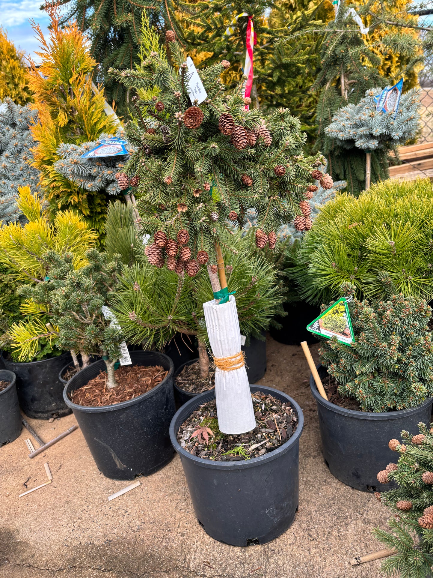 Picea abies ‘Pusch’