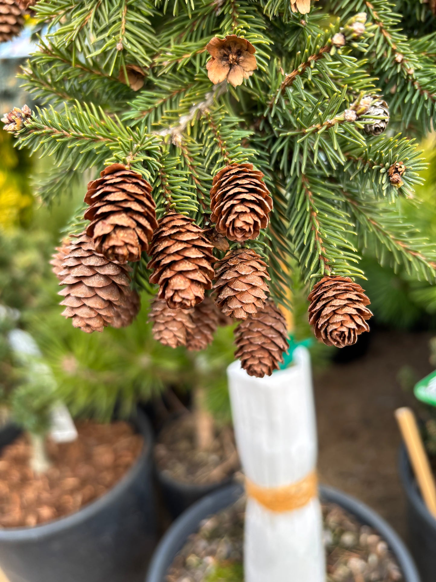 Picea abies ‘Pusch’