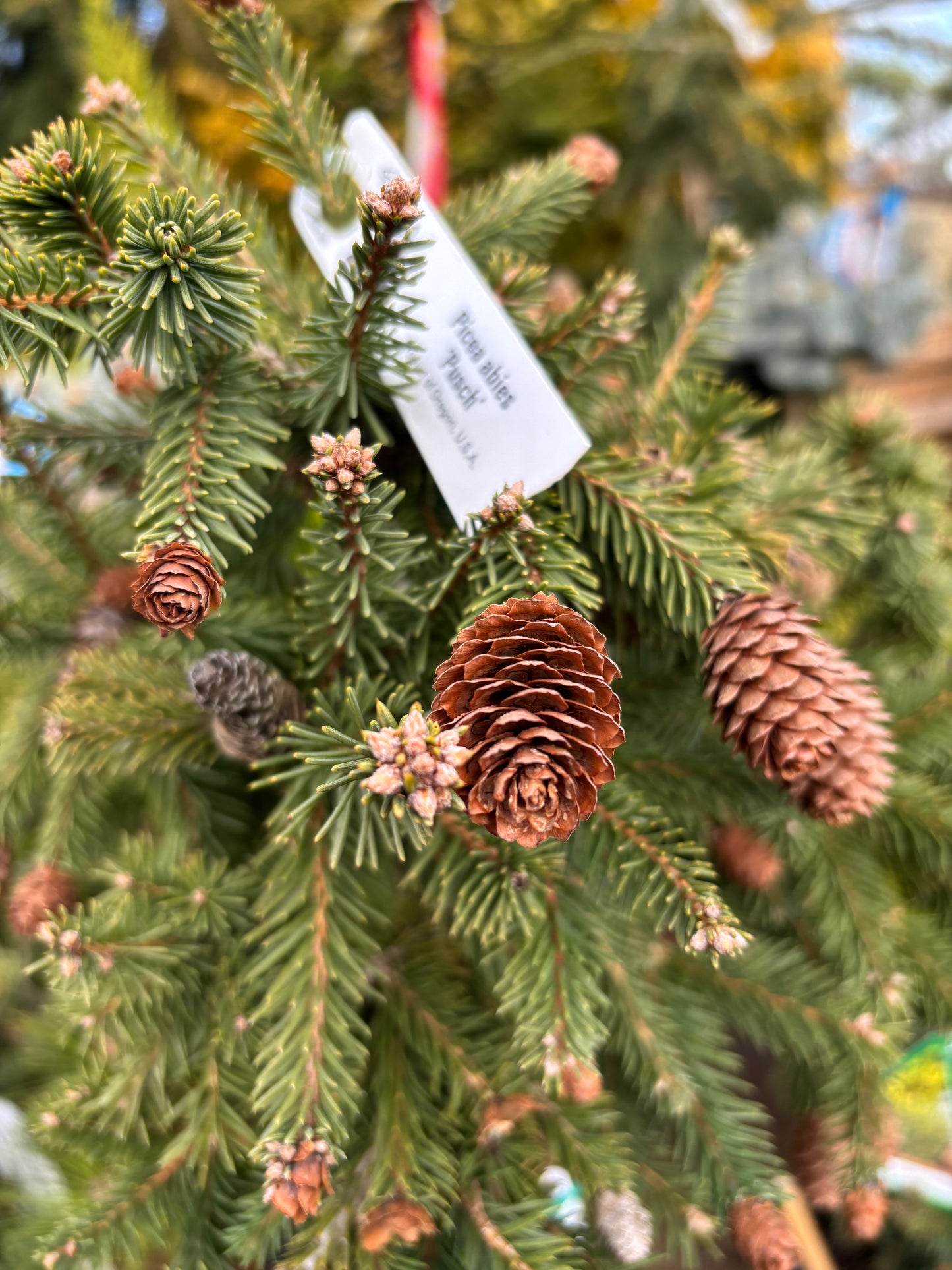Picea abies ‘Pusch’