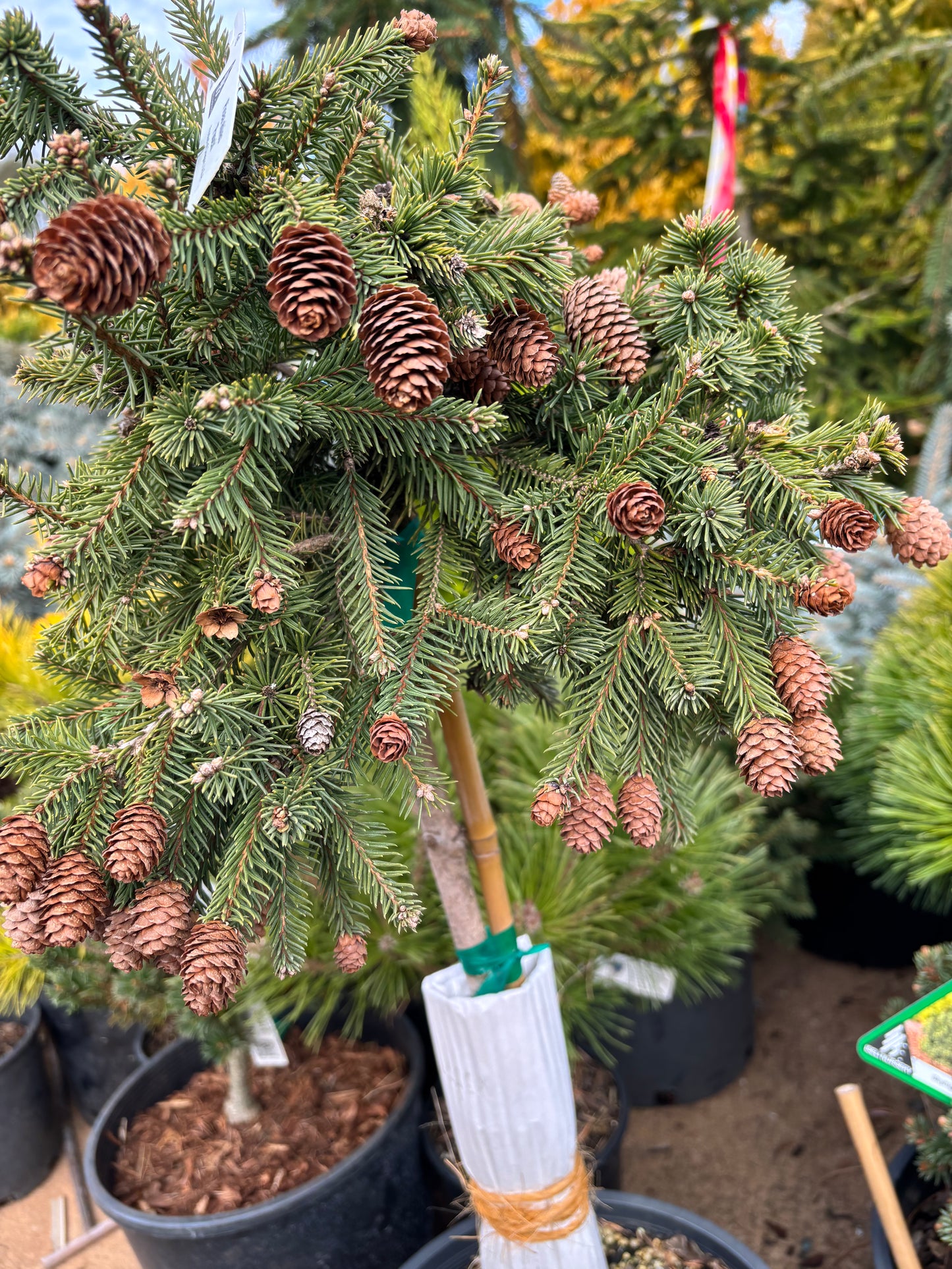 Picea abies ‘Pusch’