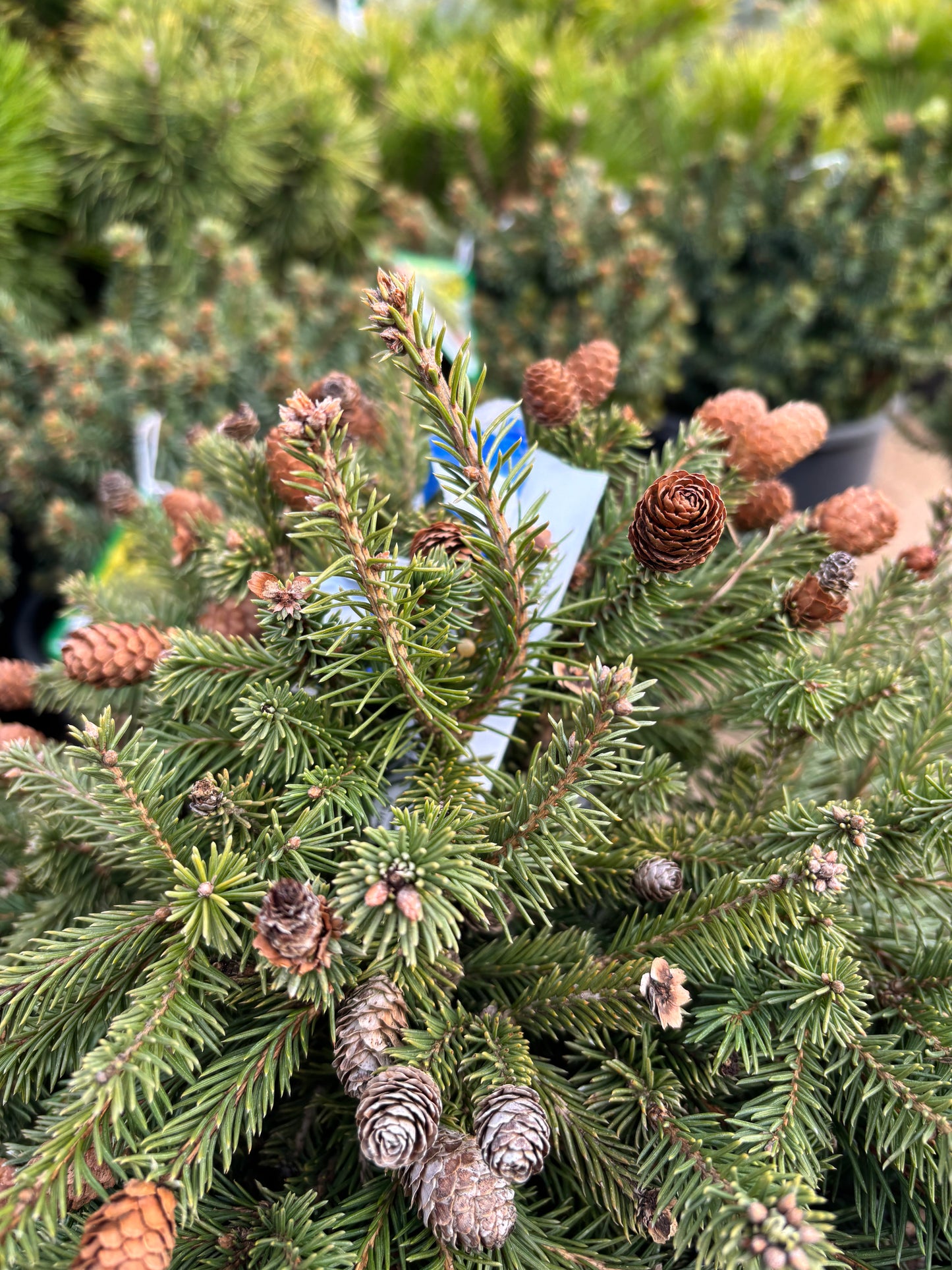 Picea abies ‘Pusch’