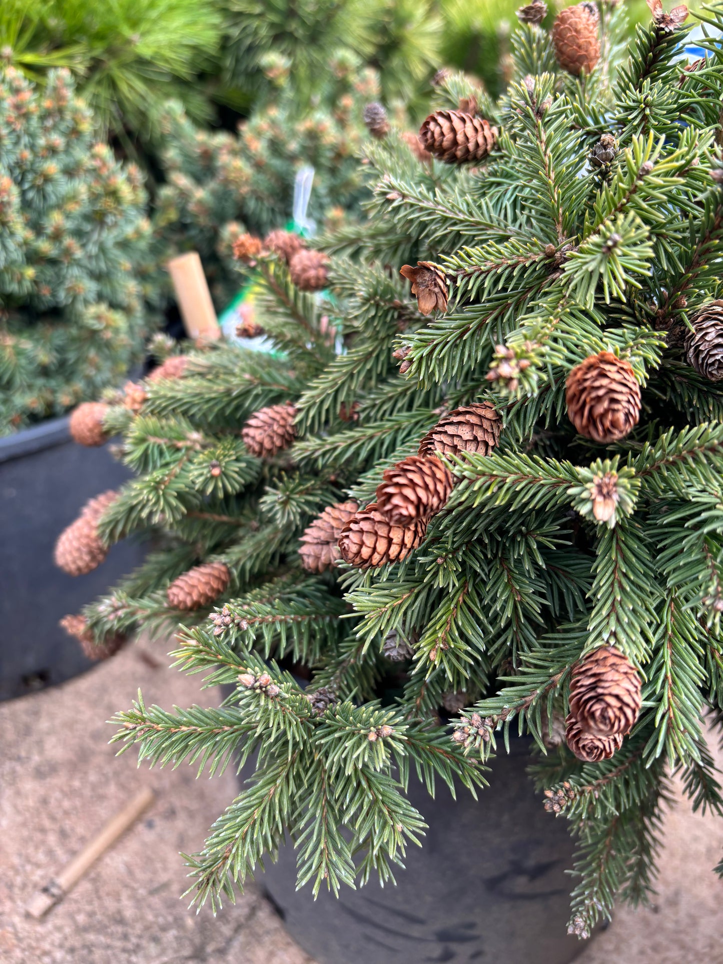 Picea abies ‘Pusch’