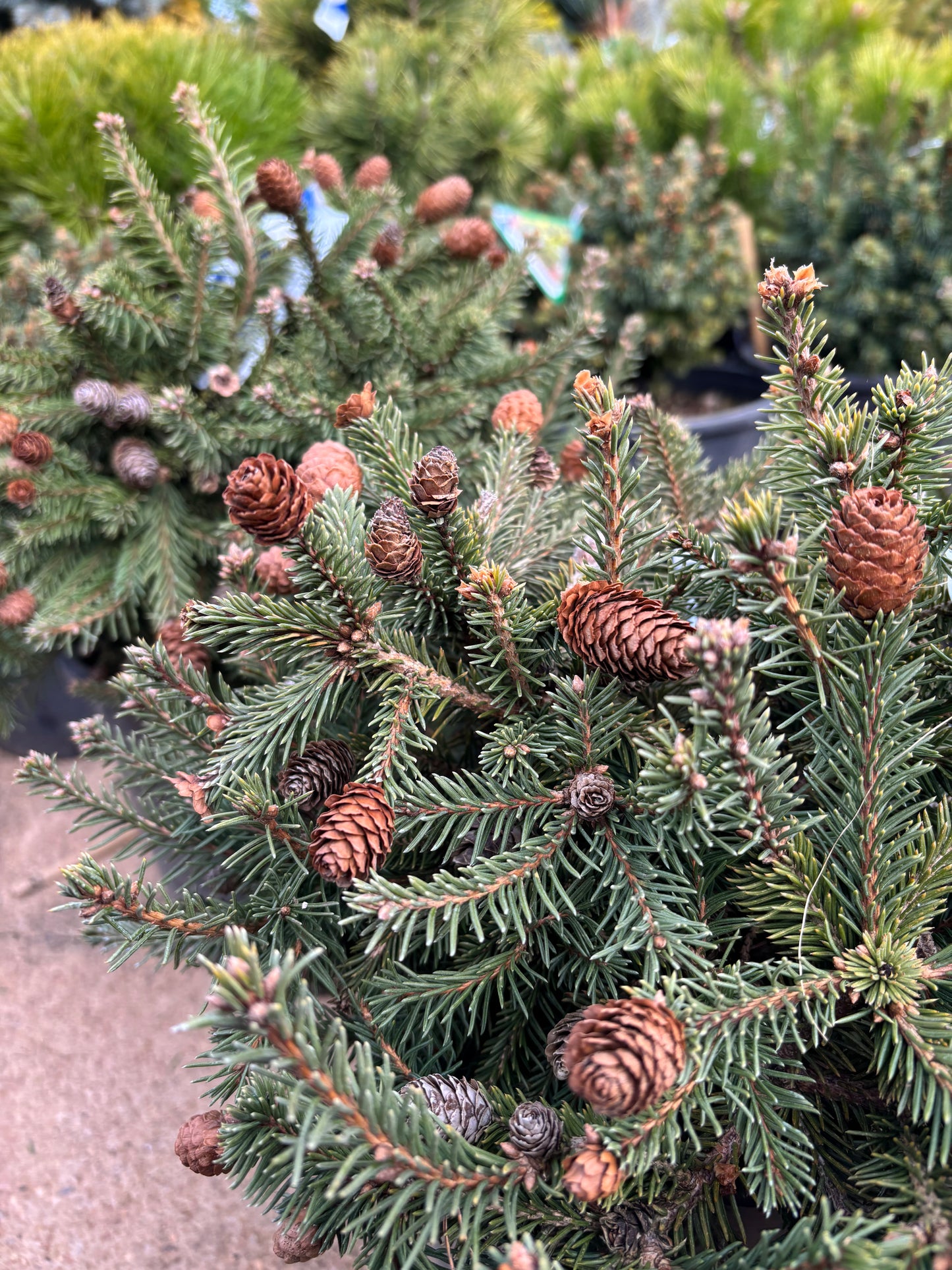 Picea abies ‘Pusch’