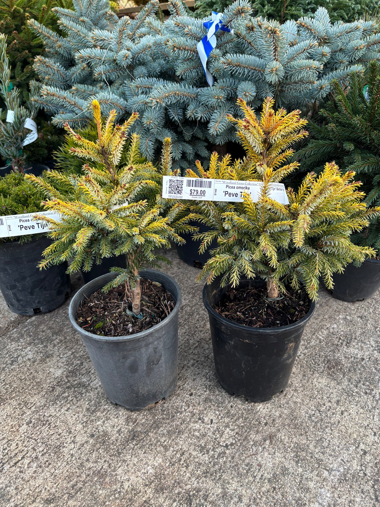 Picea omorika ‘Peve Tijn’