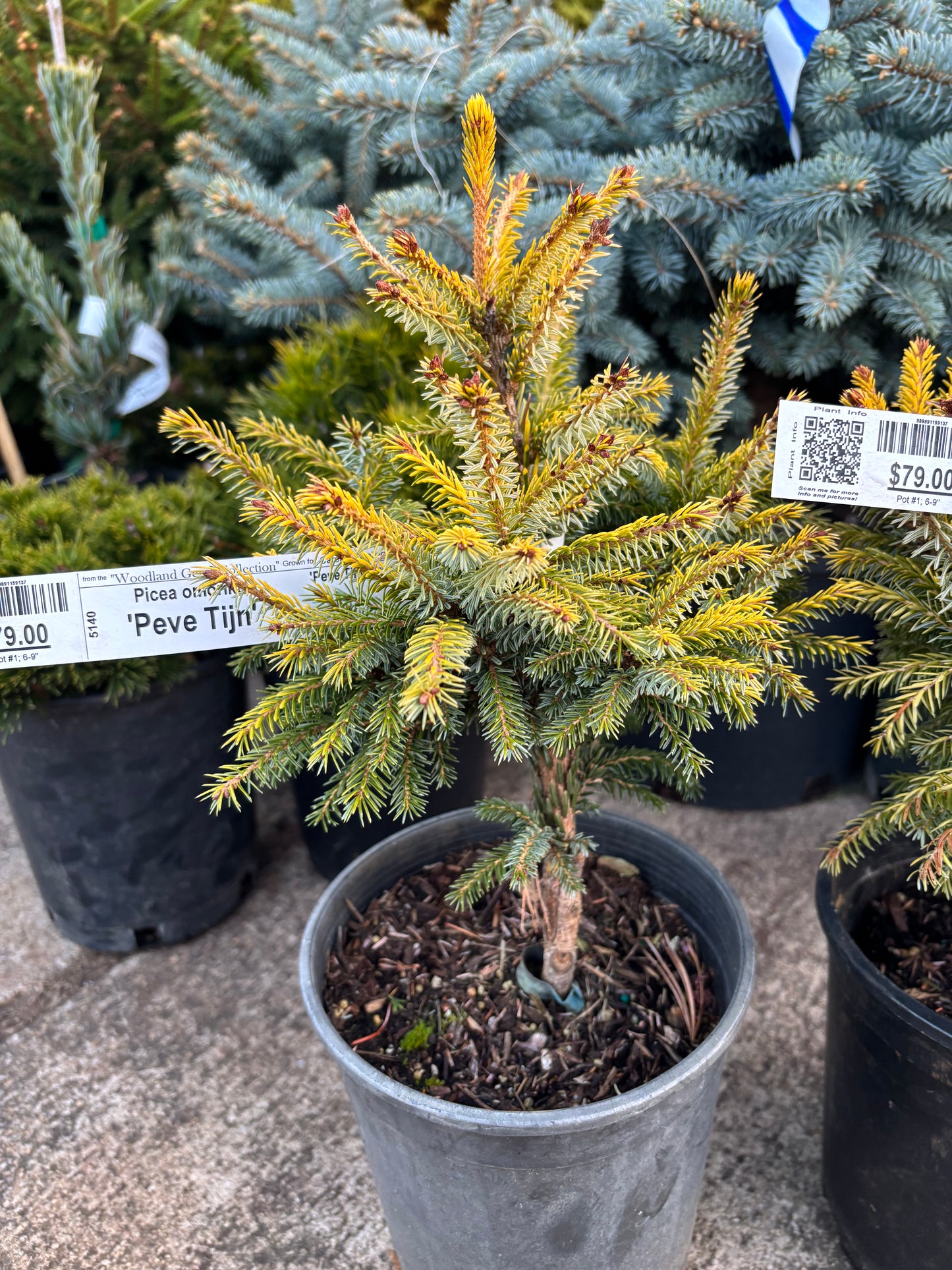 Picea omorika ‘Peve Tijn’