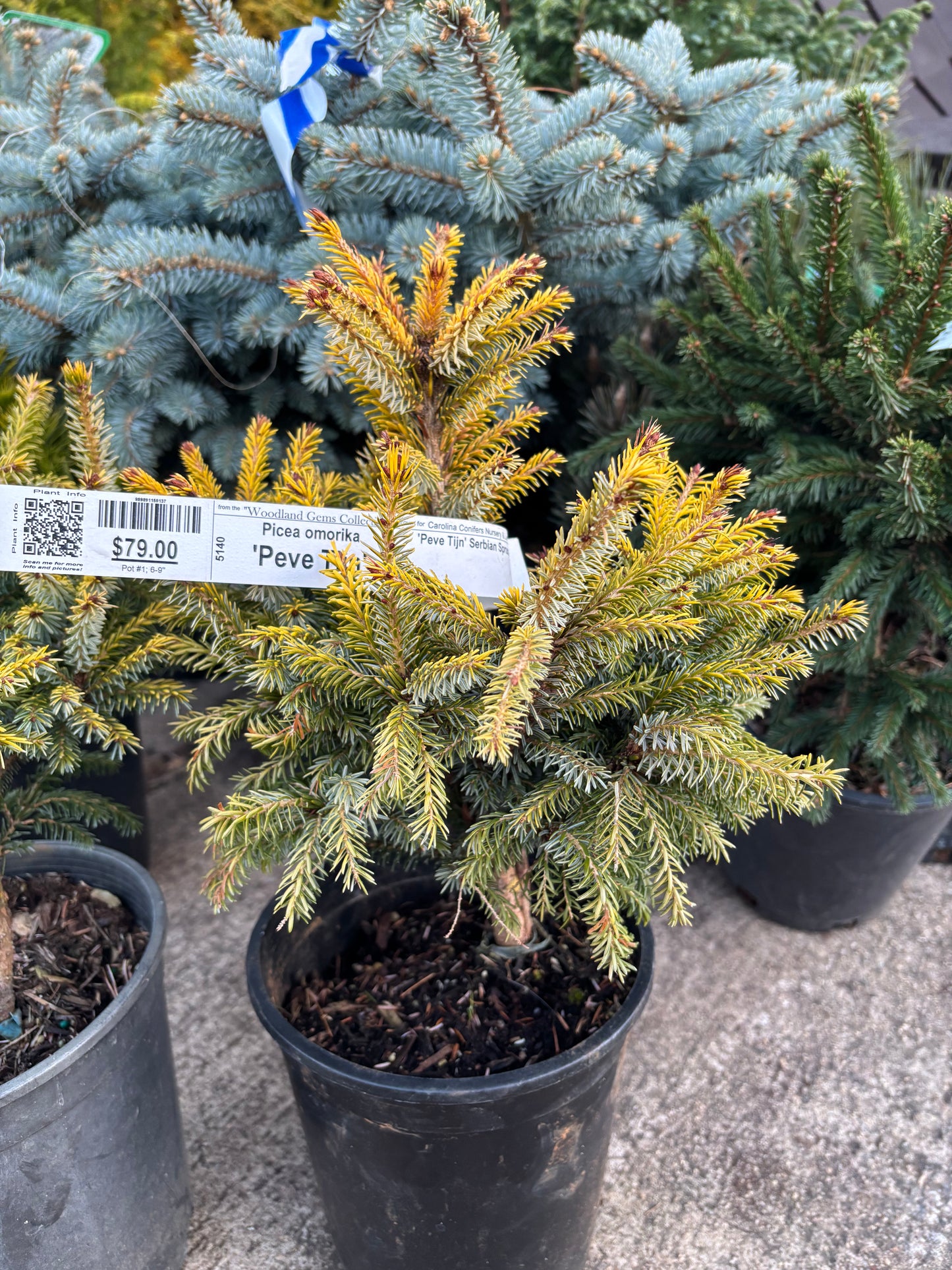 Picea omorika ‘Peve Tijn’