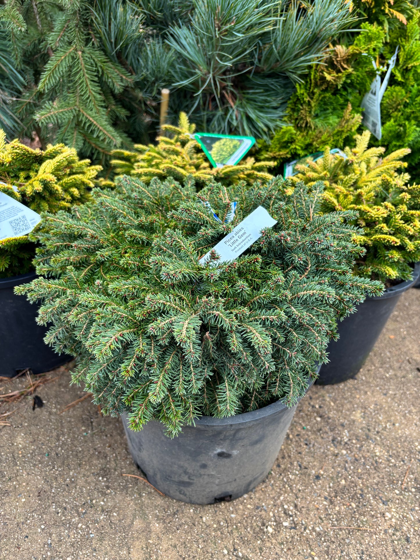 Picea Abies ‘Little Gem’ Norway Spruce