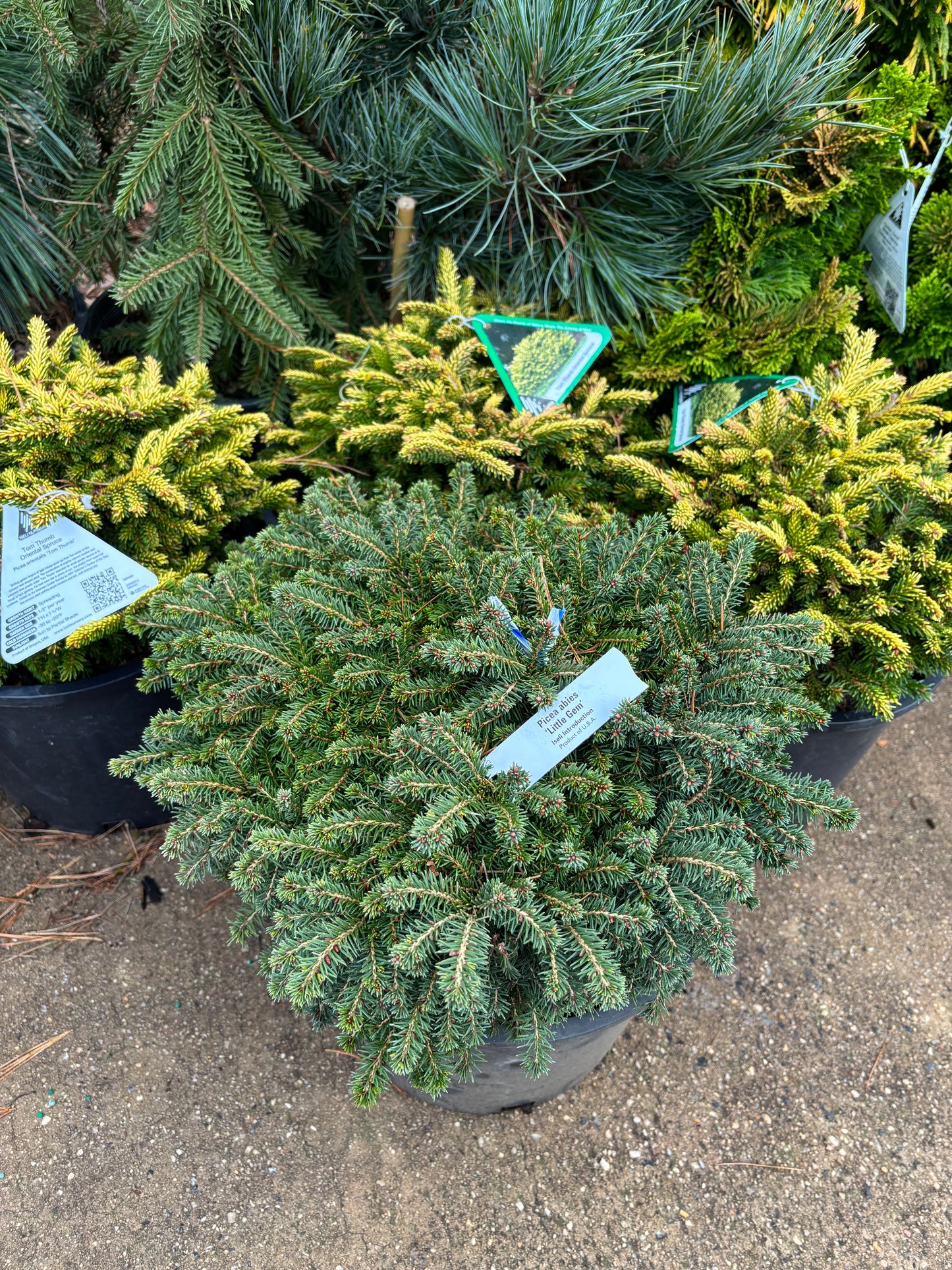 Picea Abies ‘Little Gem’ Norway Spruce