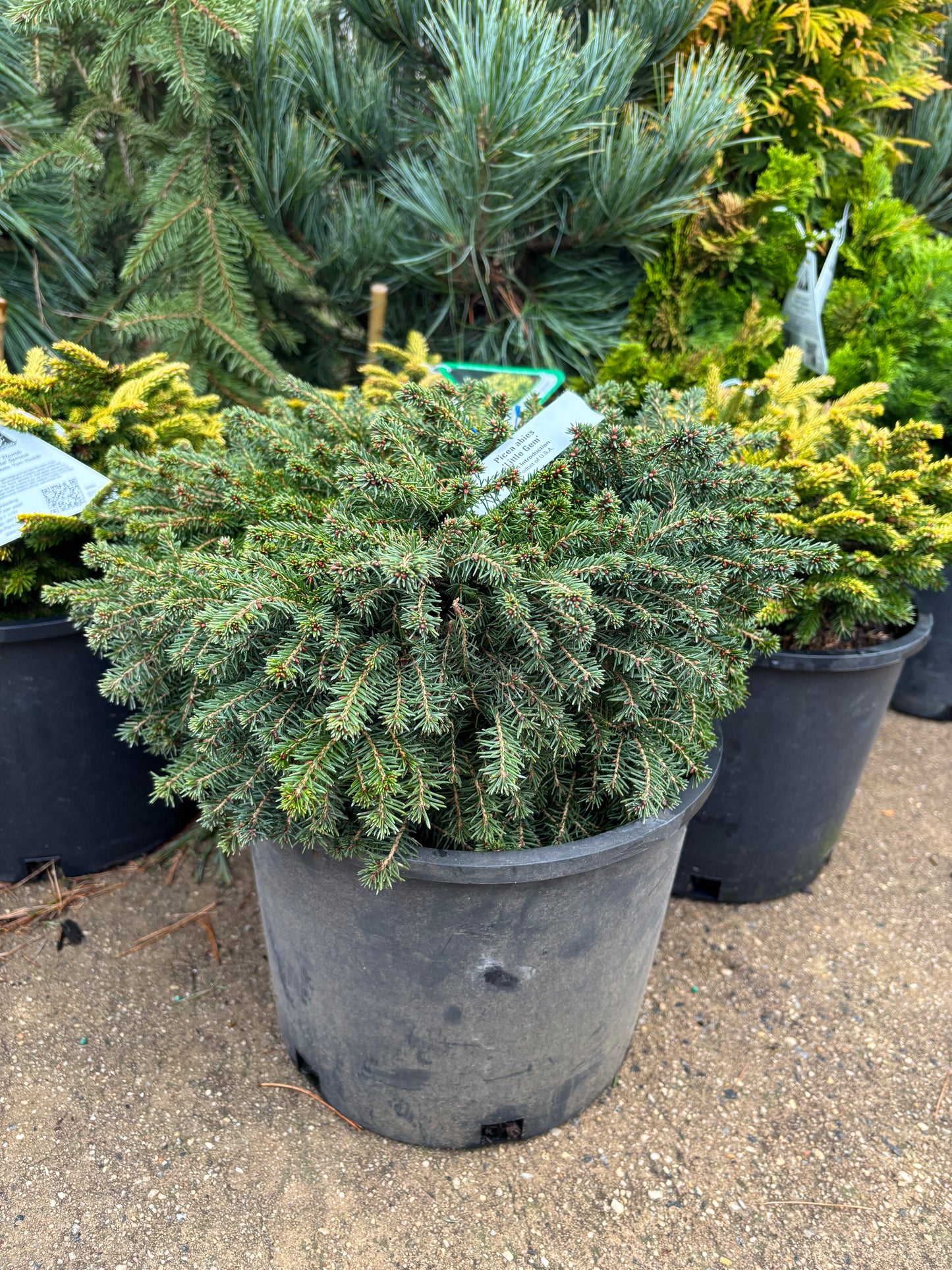 Picea Abies ‘Little Gem’ Norway Spruce