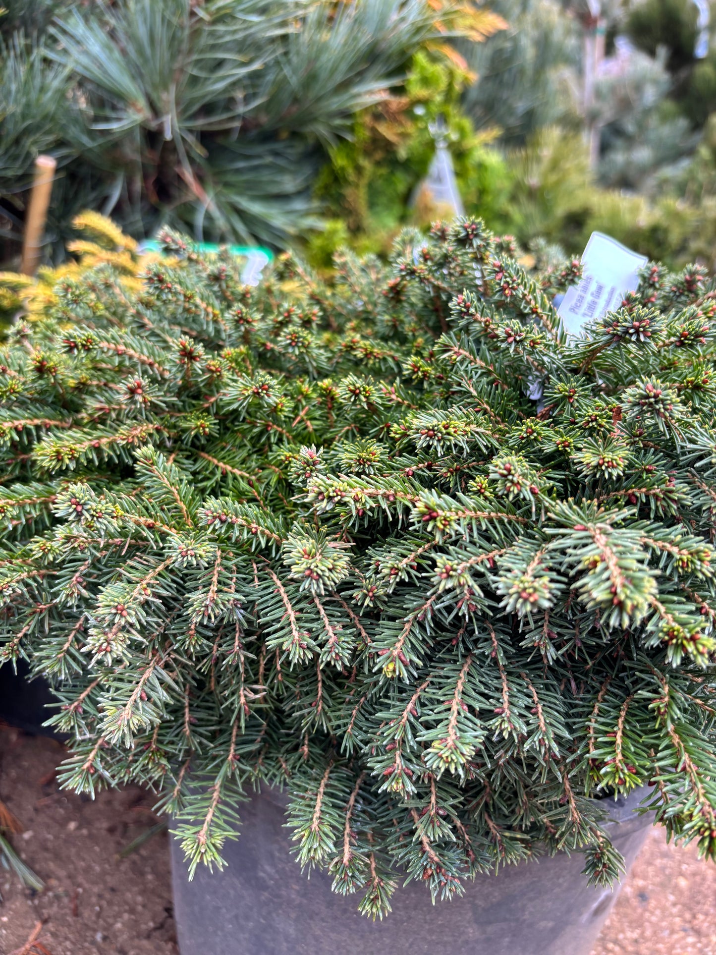 Picea Abies ‘Little Gem’ Norway Spruce