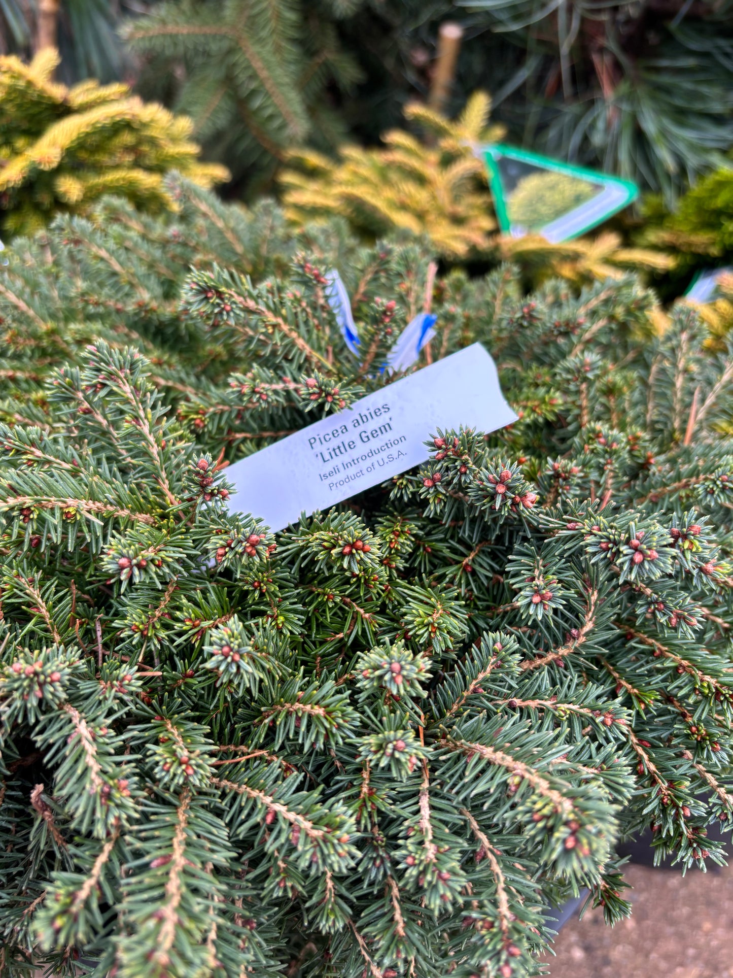 Picea Abies ‘Little Gem’ Norway Spruce