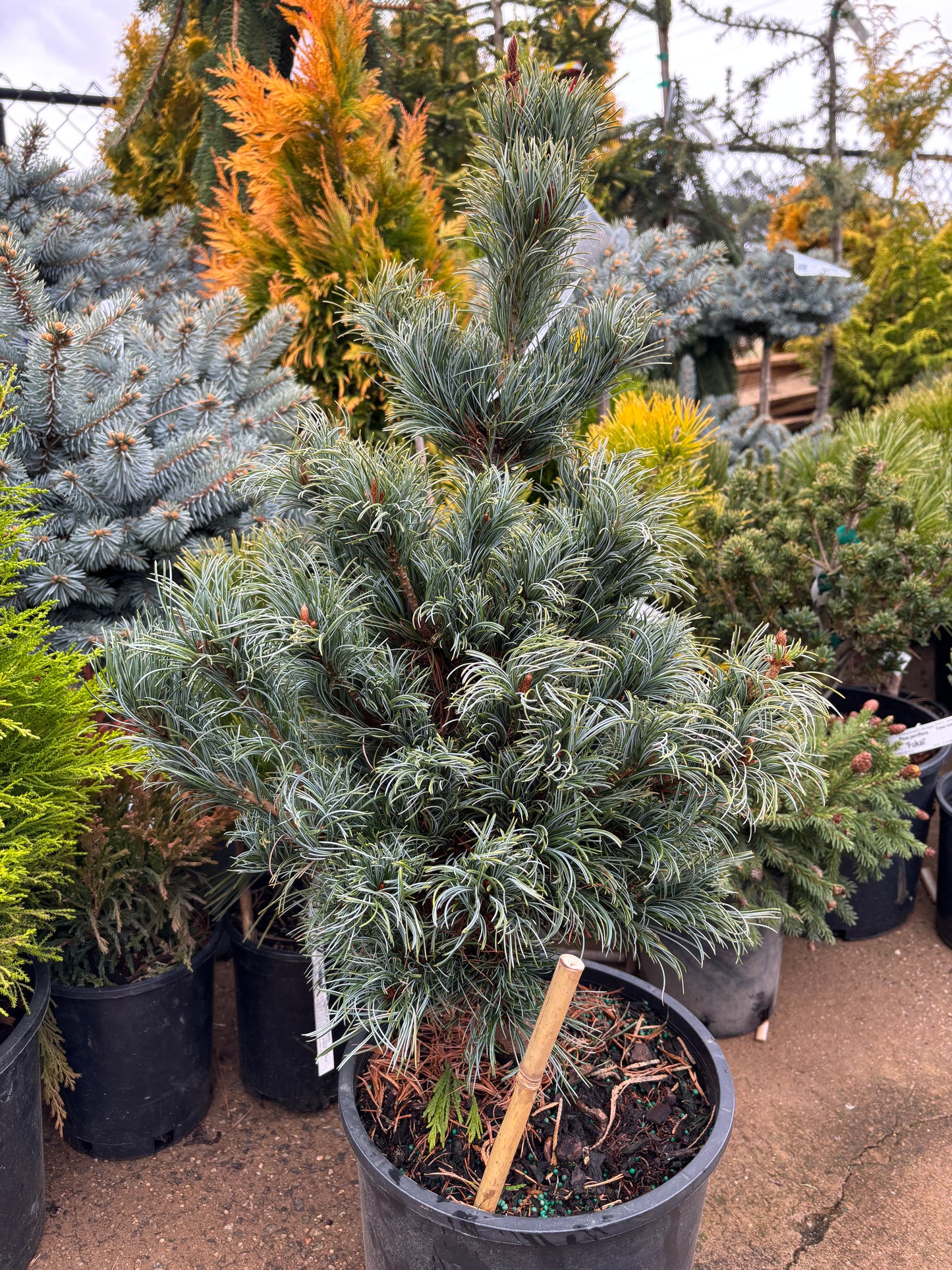 Pinus parviflora ‘Bergman’