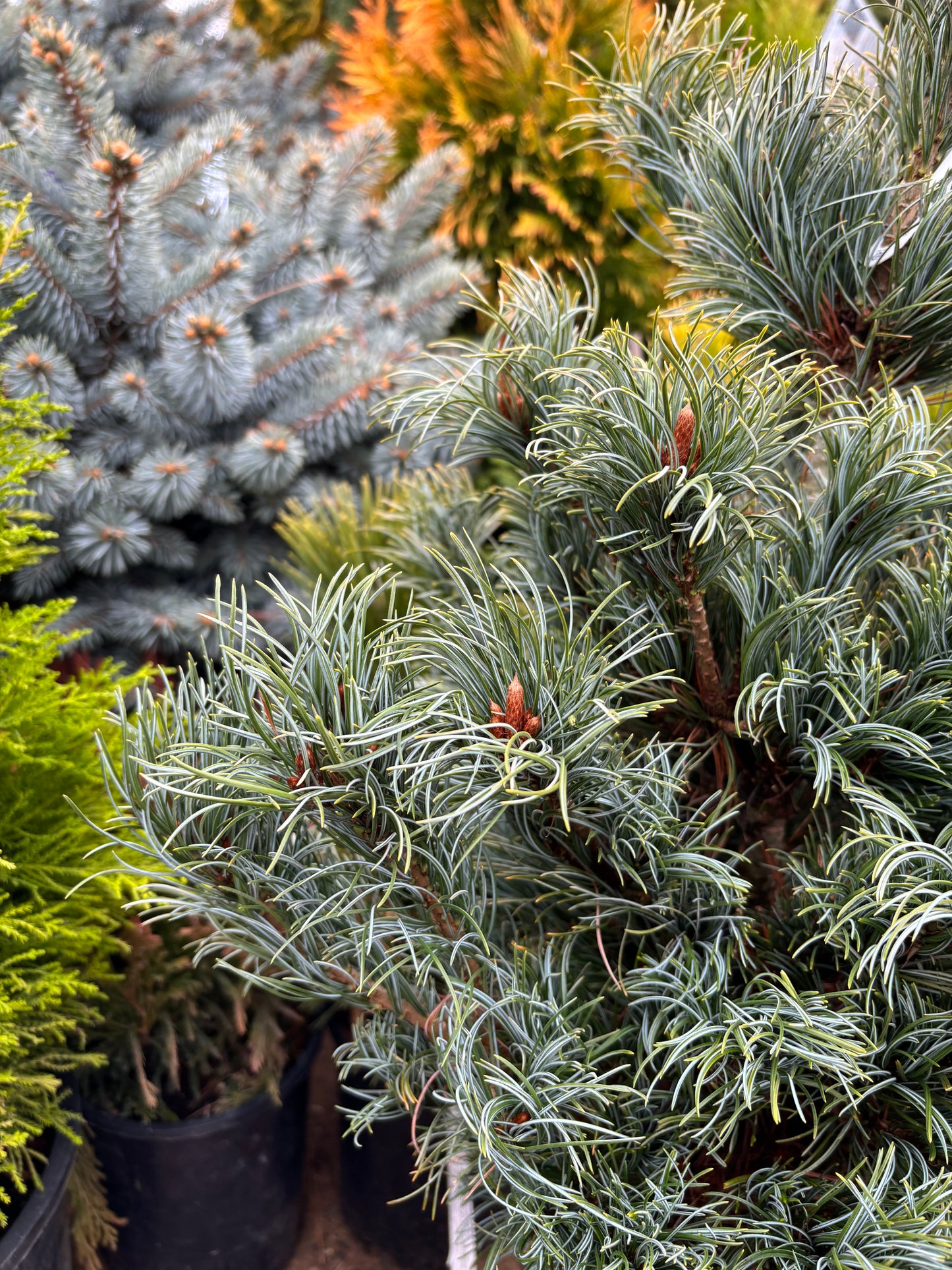 Pinus parviflora ‘Bergman’