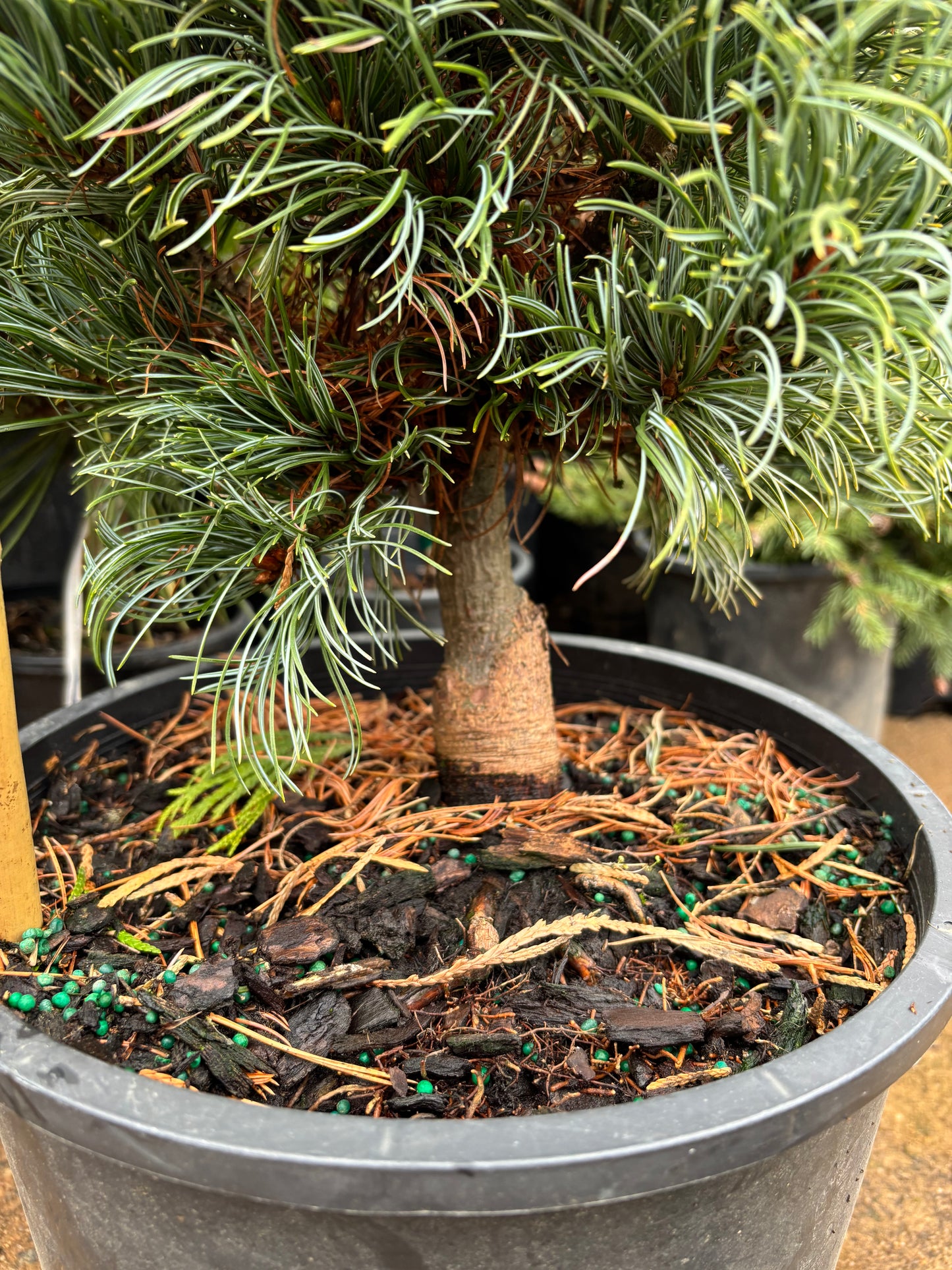 Pinus parviflora ‘Bergman’