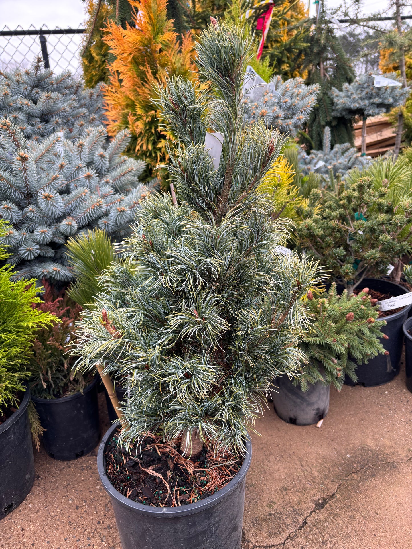 Pinus parviflora ‘Bergman’