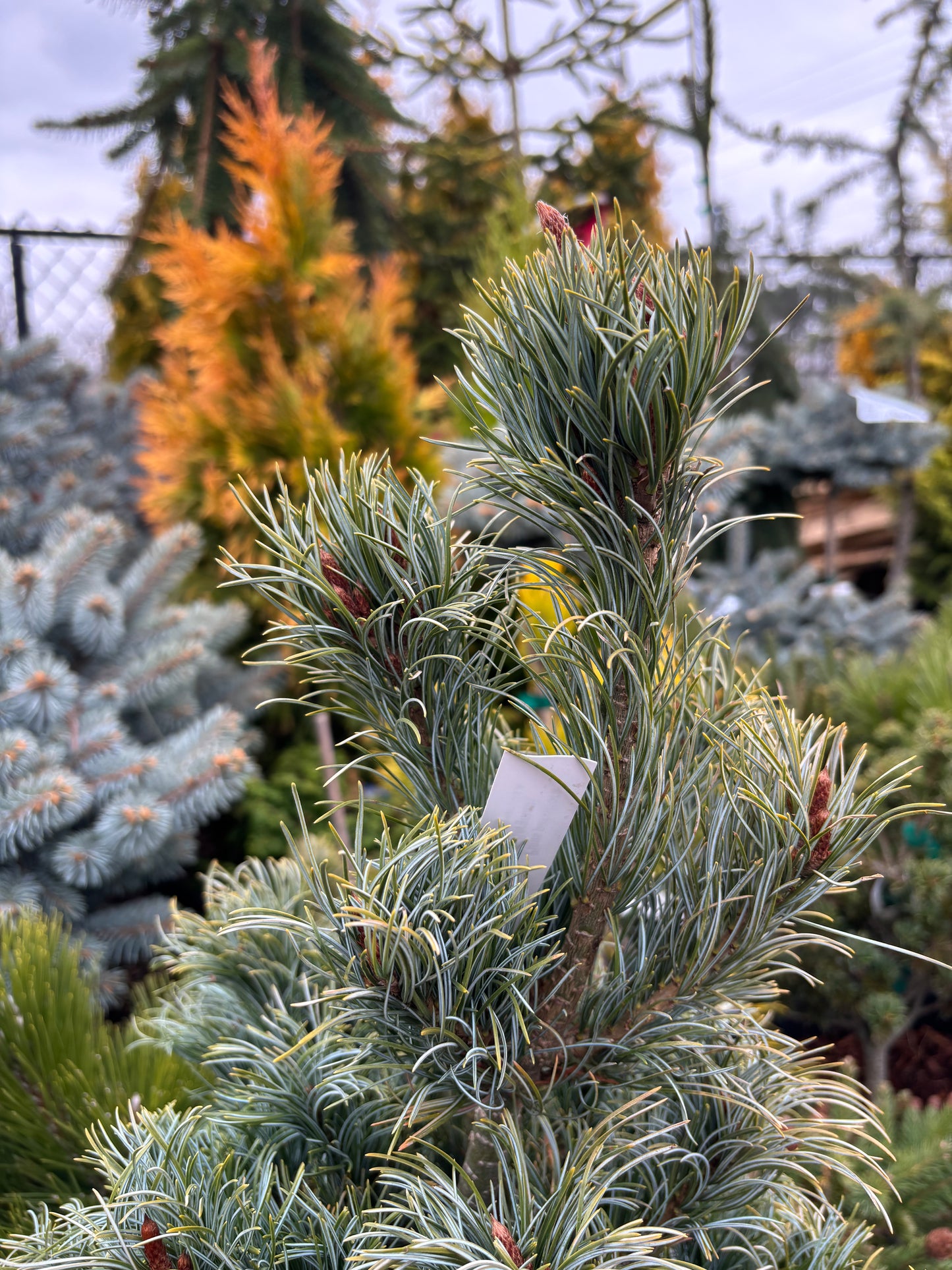 Pinus parviflora ‘Bergman’