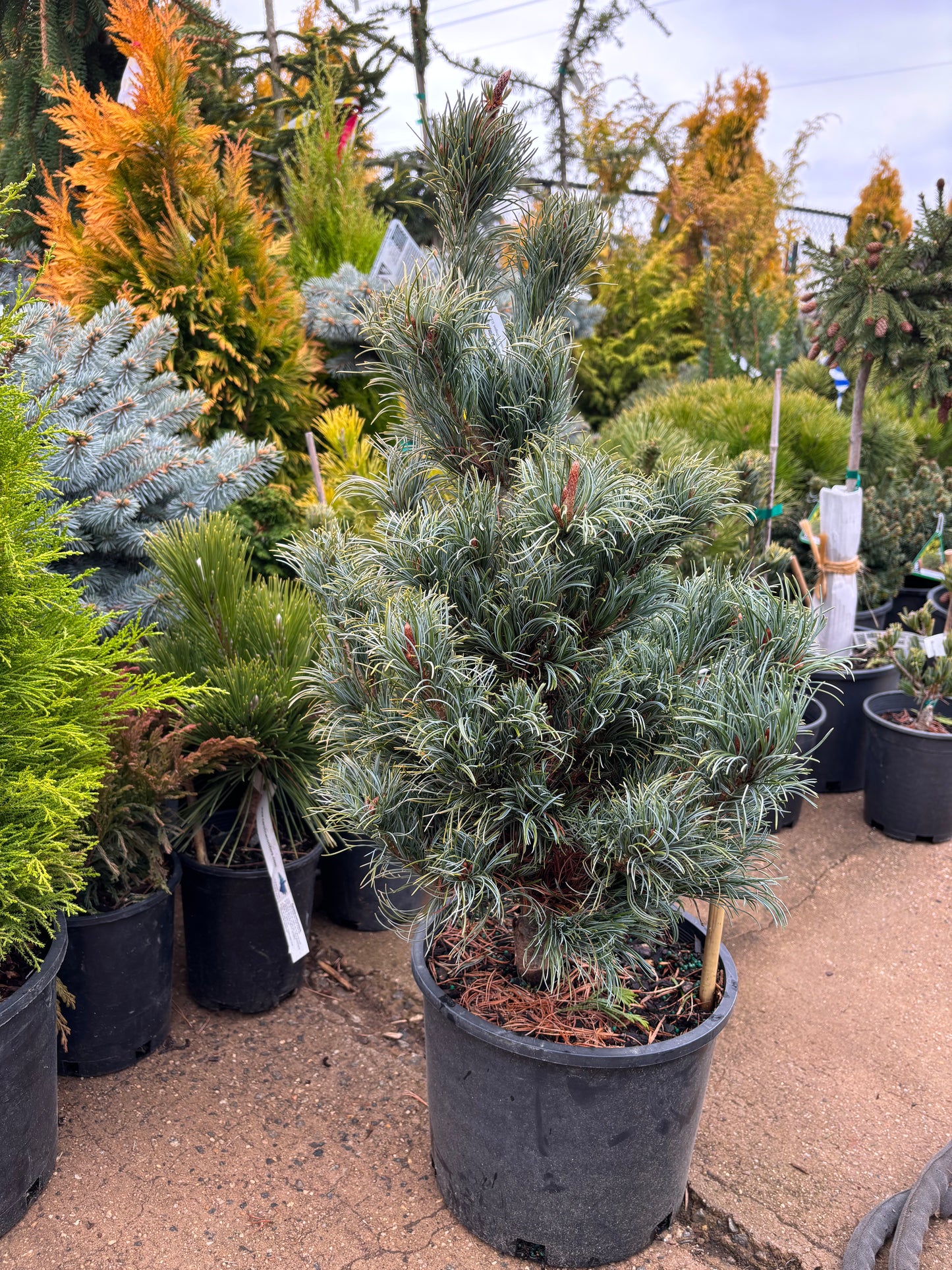 Pinus parviflora ‘Bergman’