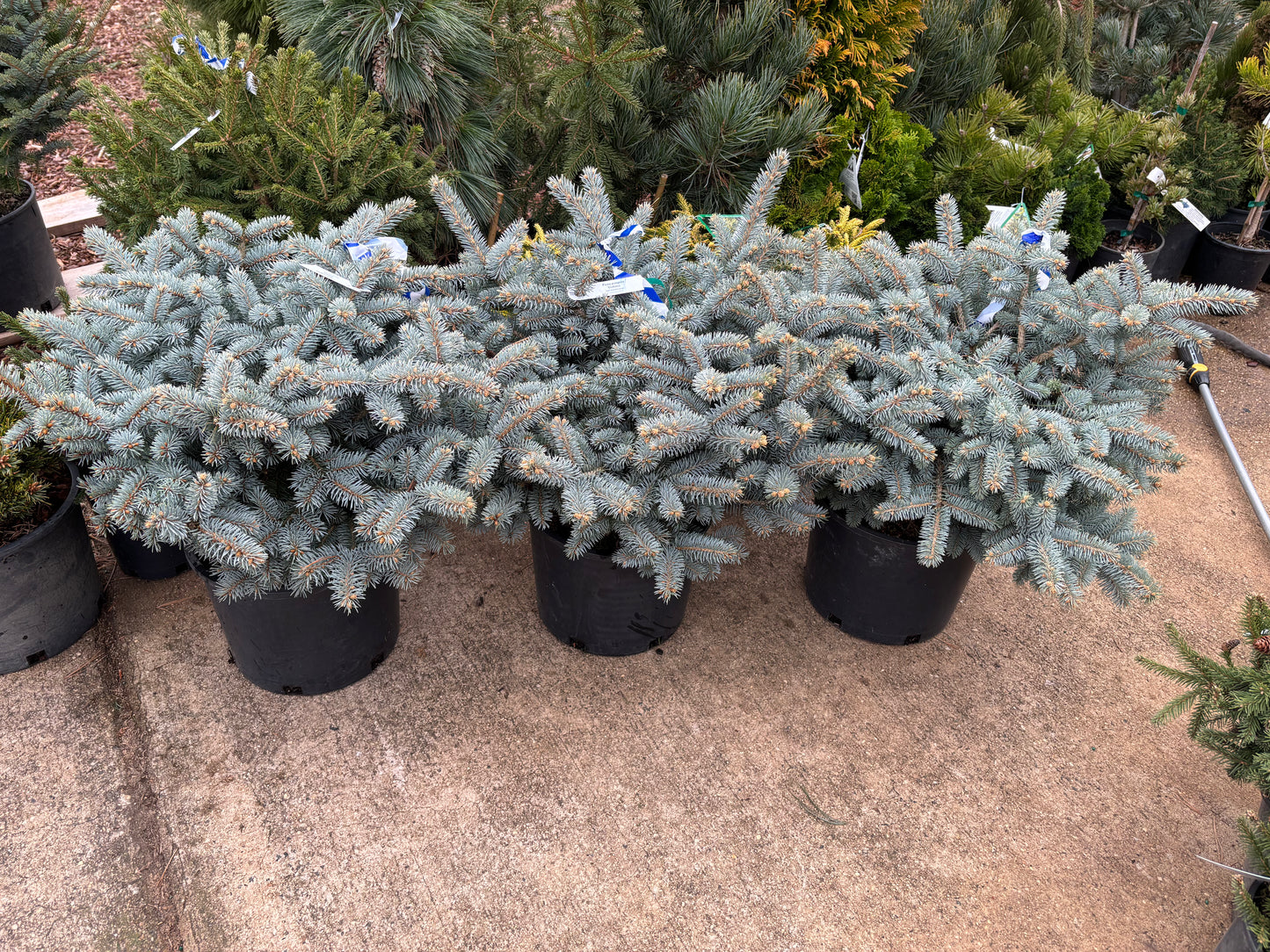 Picea pungens ‘Globosa’ Dwarf Globe Blue Spruce