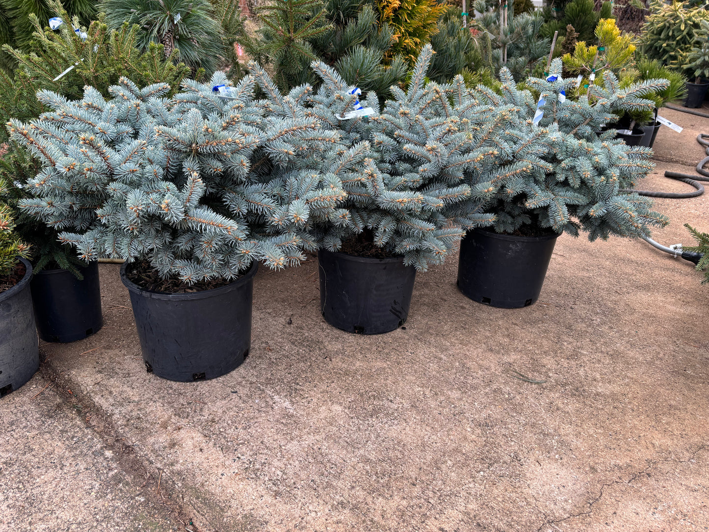 Picea pungens ‘Globosa’ Dwarf Globe Blue Spruce