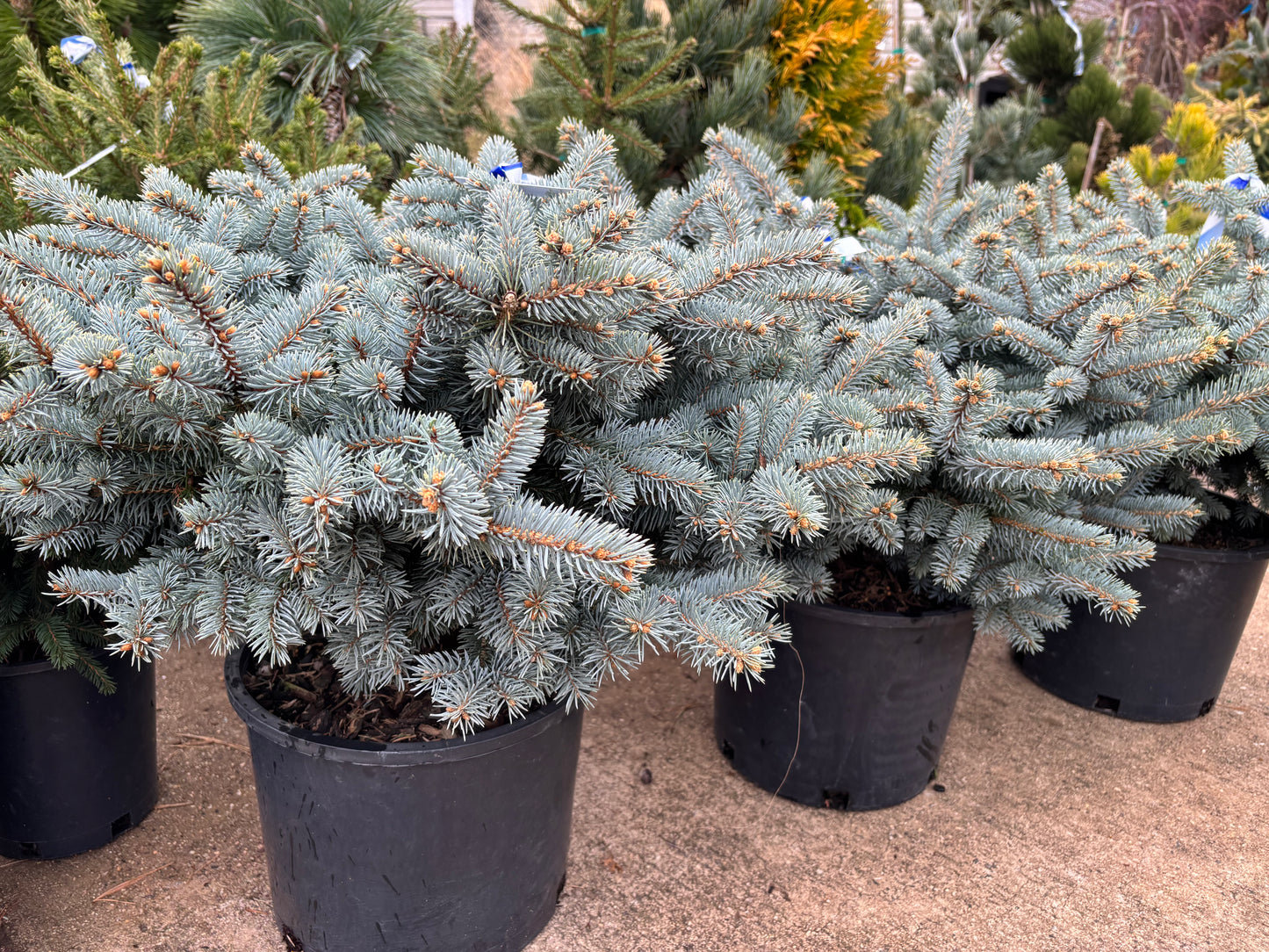 Picea pungens ‘Globosa’ Dwarf Globe Blue Spruce