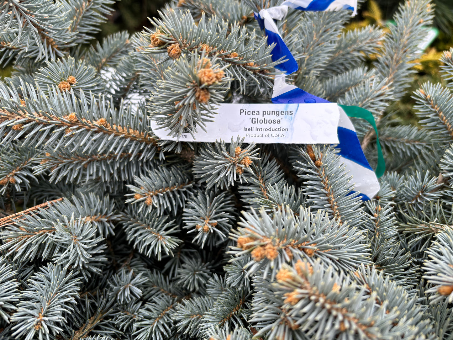 Picea pungens ‘Globosa’ Dwarf Globe Blue Spruce