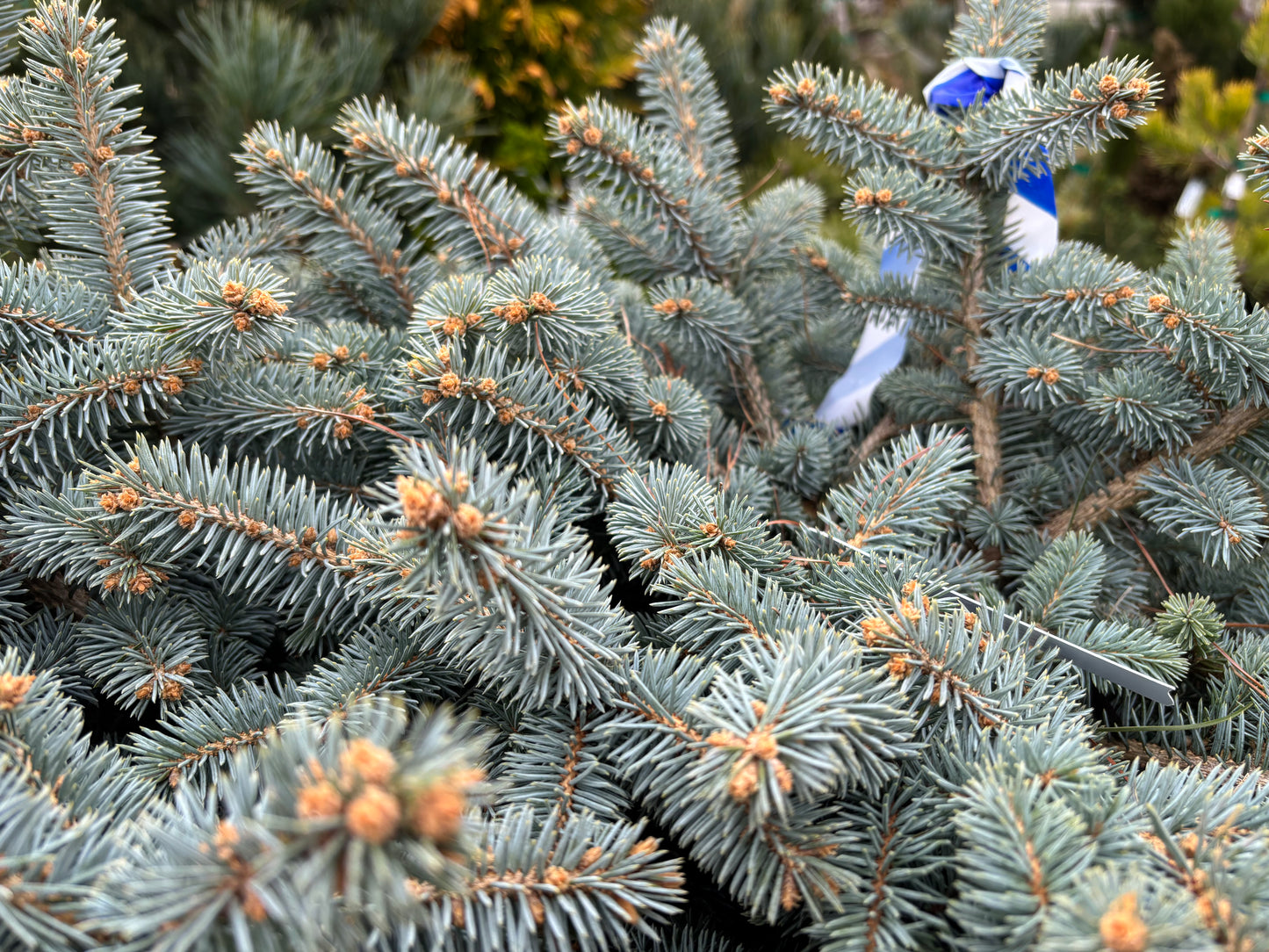 Picea pungens ‘Globosa’ Dwarf Globe Blue Spruce