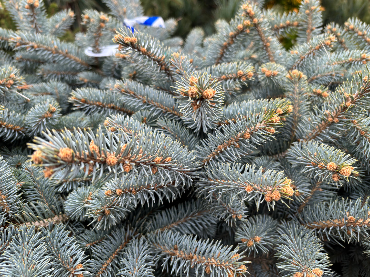 Picea pungens ‘Globosa’ Dwarf Globe Blue Spruce