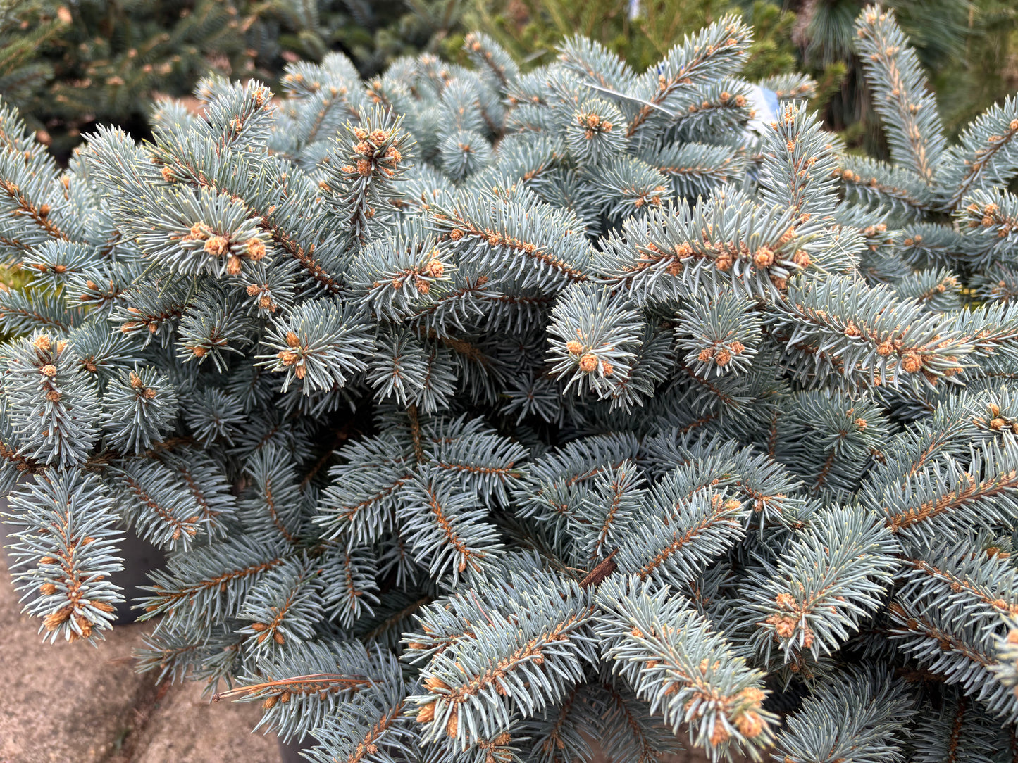 Picea pungens ‘Globosa’ Dwarf Globe Blue Spruce