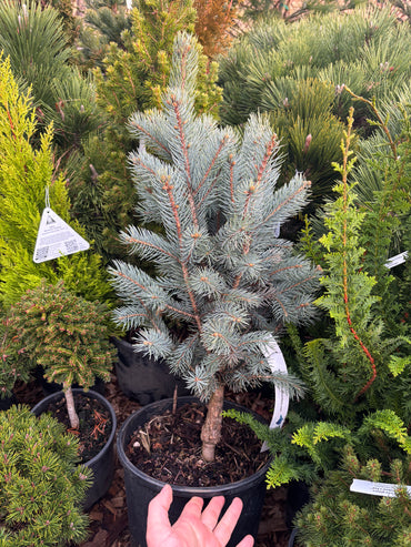 Picea pungens ‘Blue Totem’