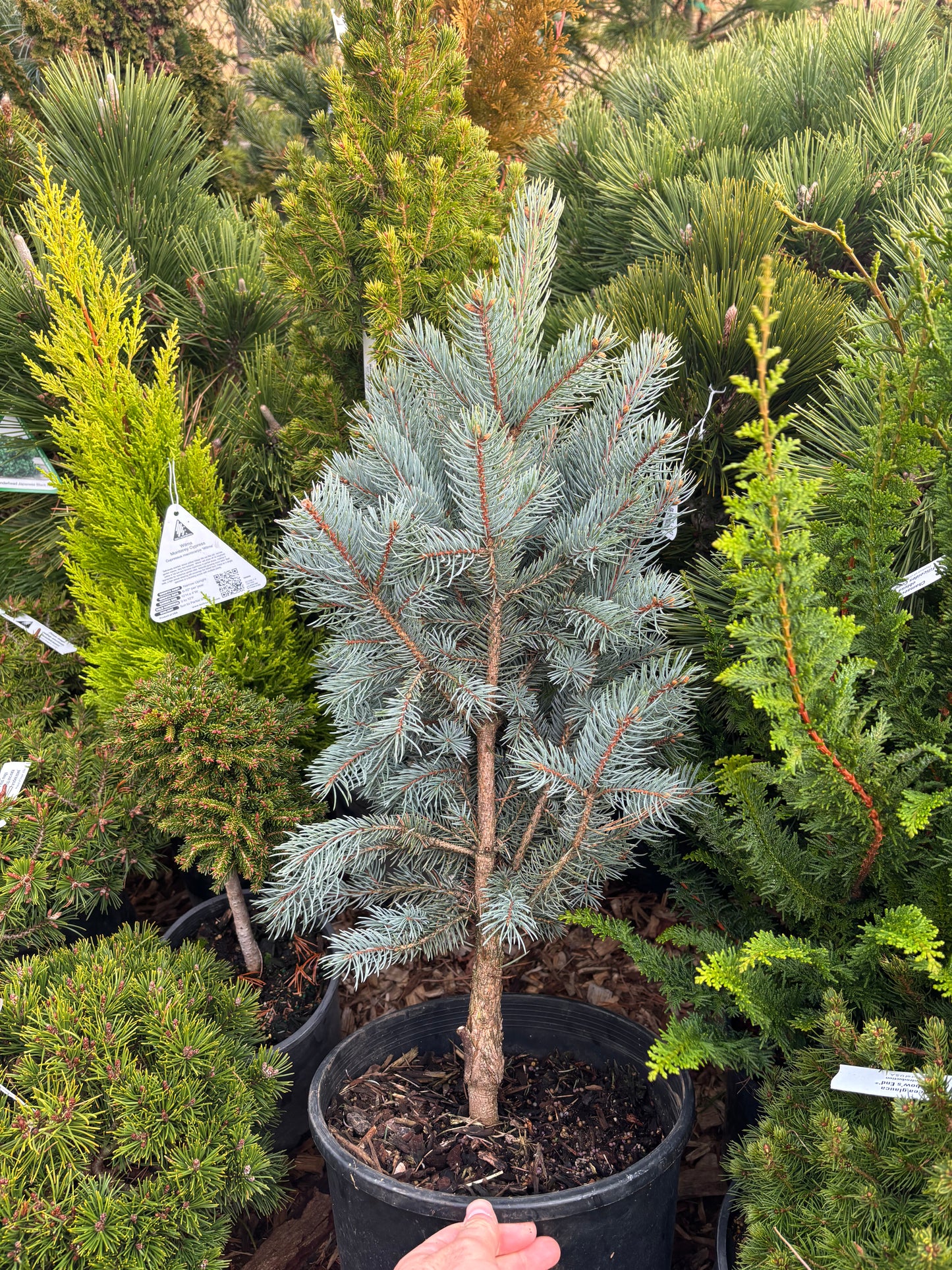 Picea pungens ‘Blue Totem’