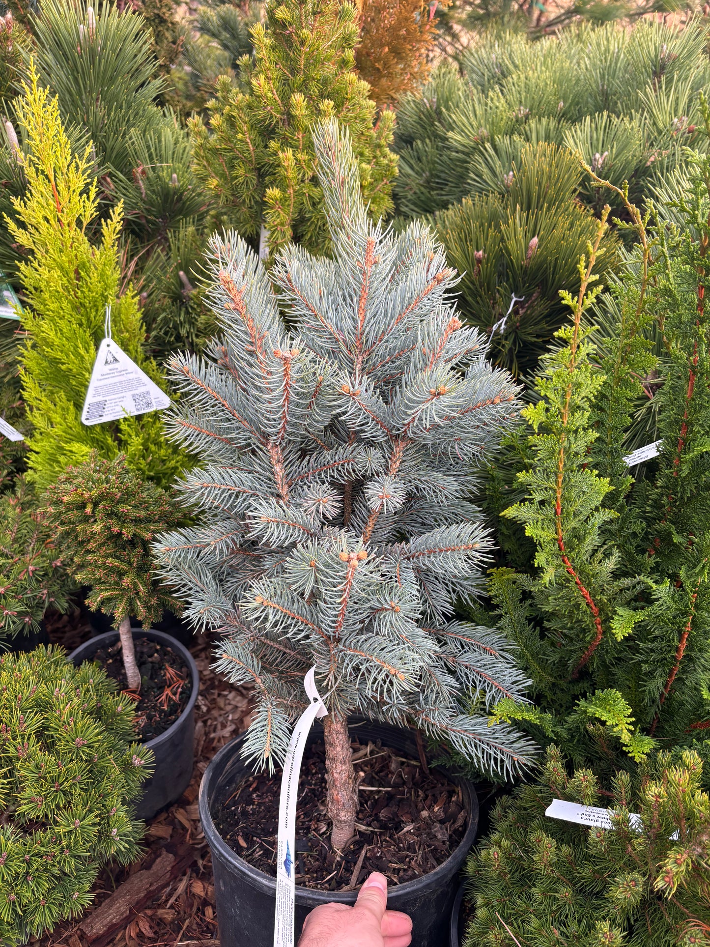 Picea pungens ‘Blue Totem’