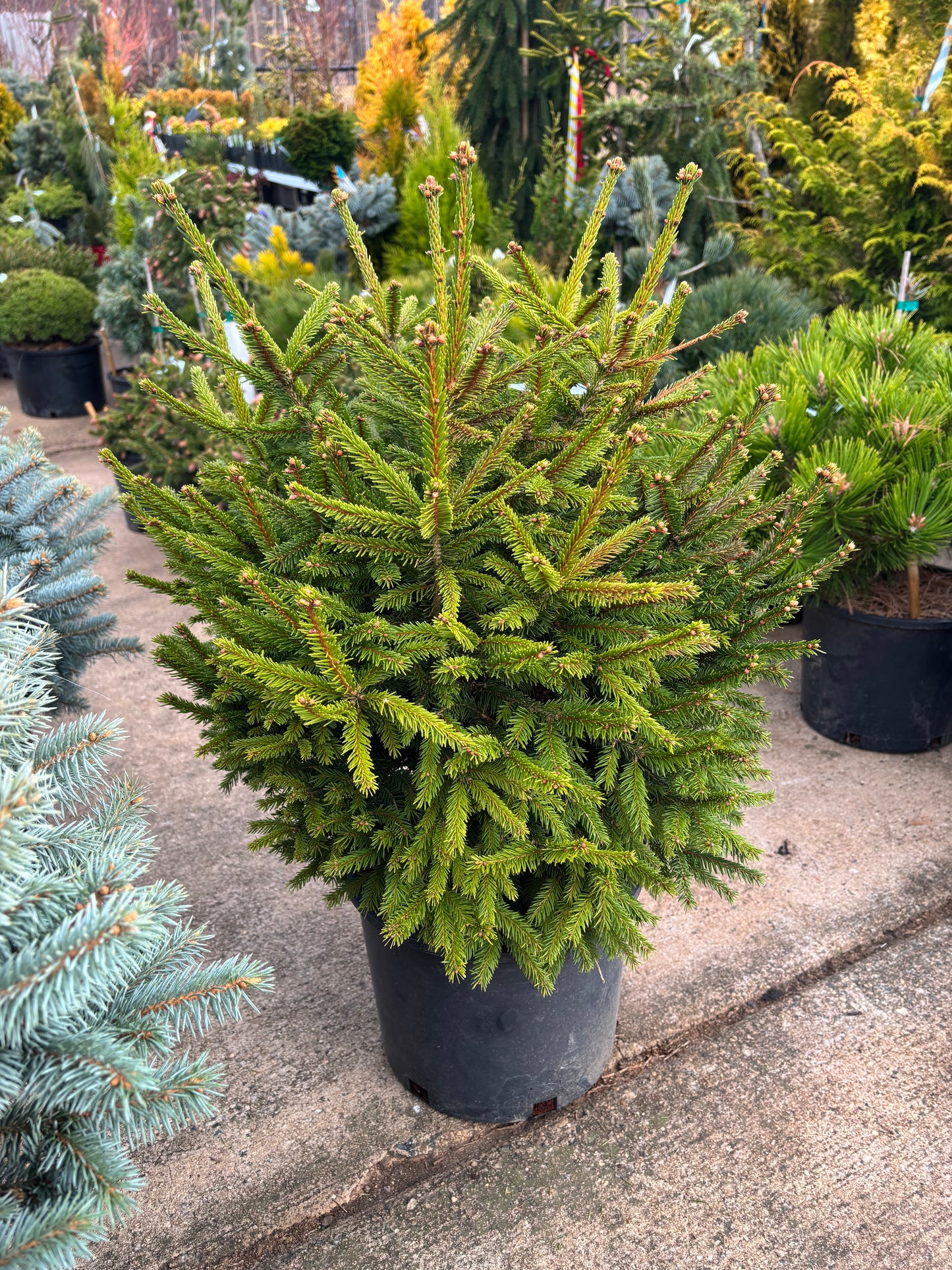 Picea abies ‘Clanbrassiliana Stricta’