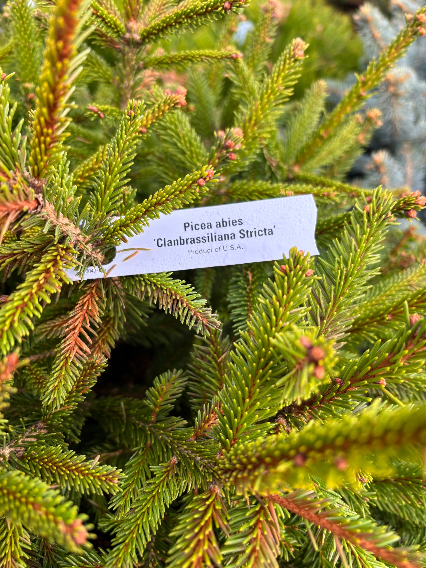 Picea abies ‘Clanbrassiliana Stricta’