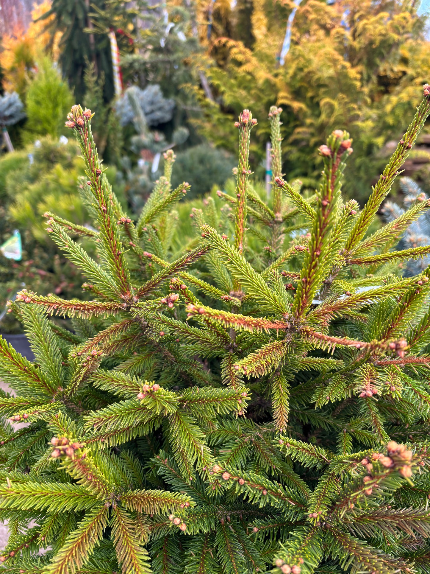 Picea abies ‘Clanbrassiliana Stricta’