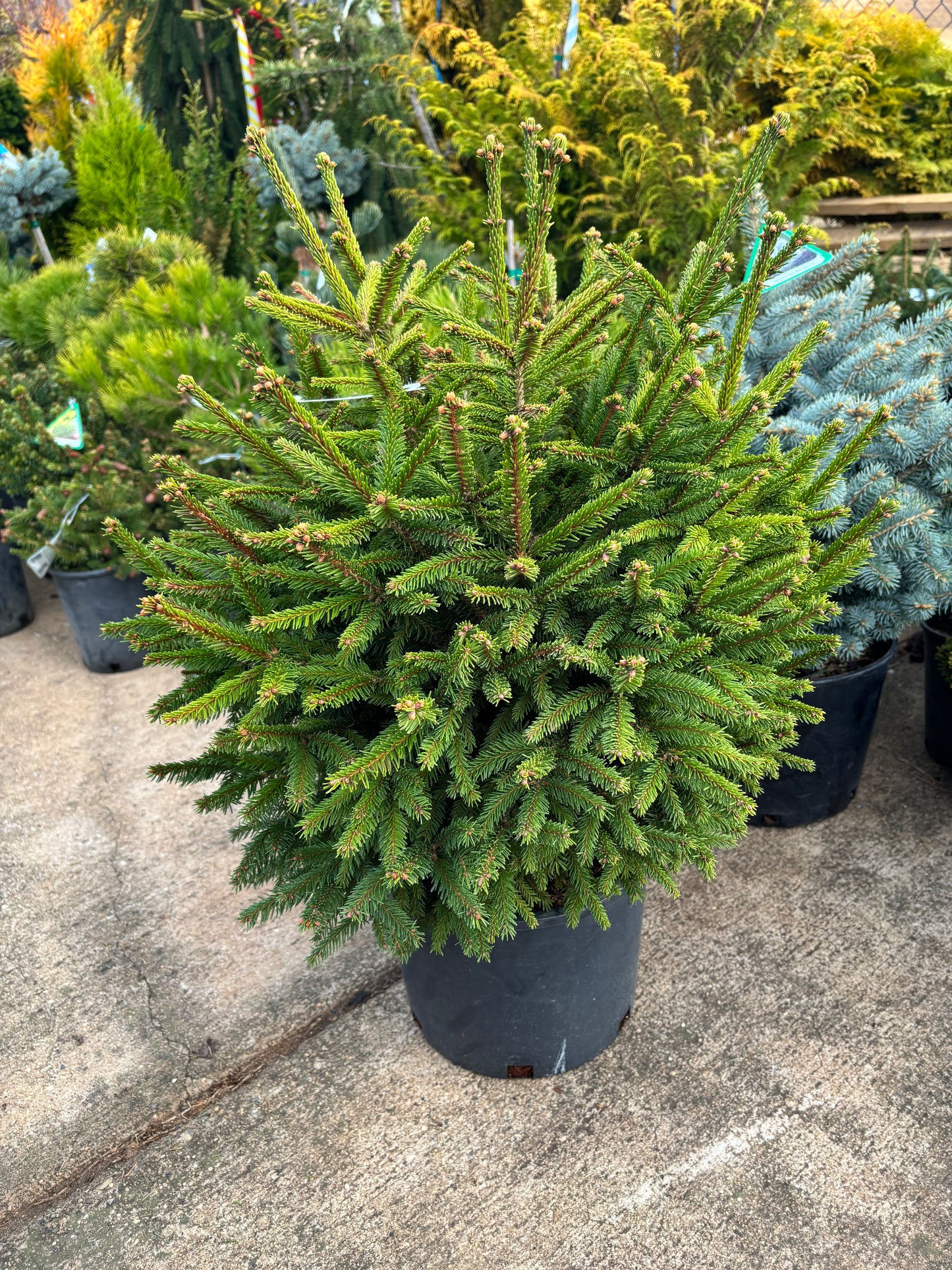 Picea abies ‘Clanbrassiliana Stricta’