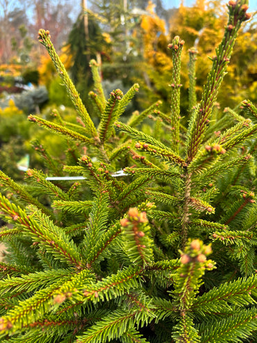 Picea abies ‘Clanbrassiliana Stricta’
