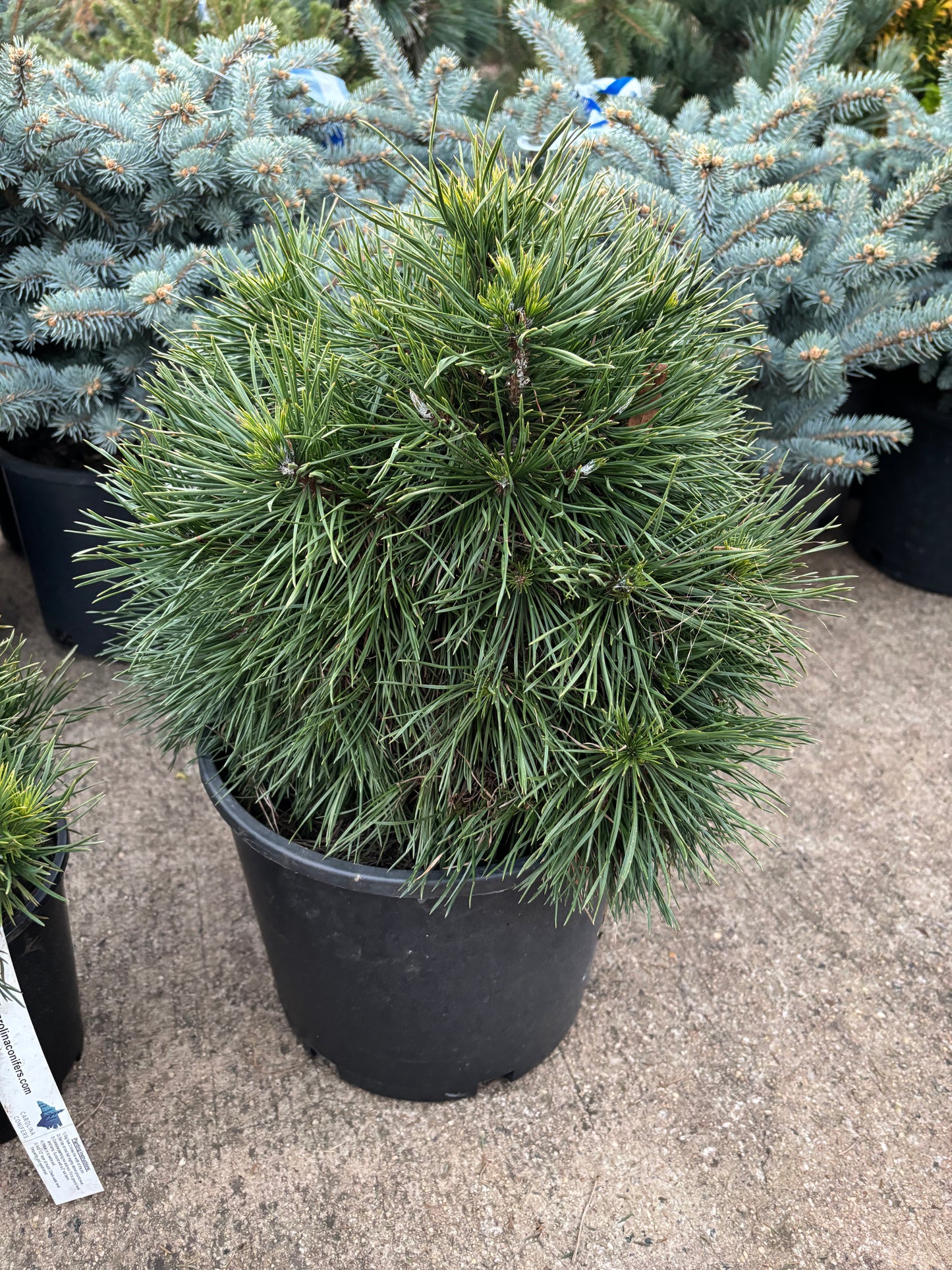 Pinus sylvestris 'Green Penguin'