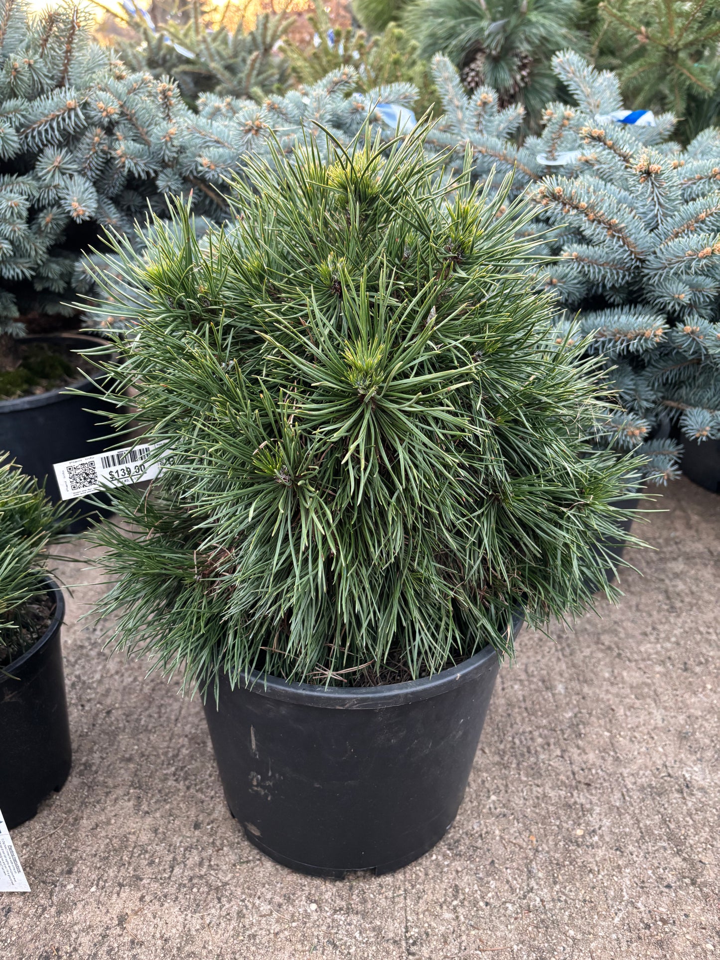 Pinus sylvestris 'Green Penguin'