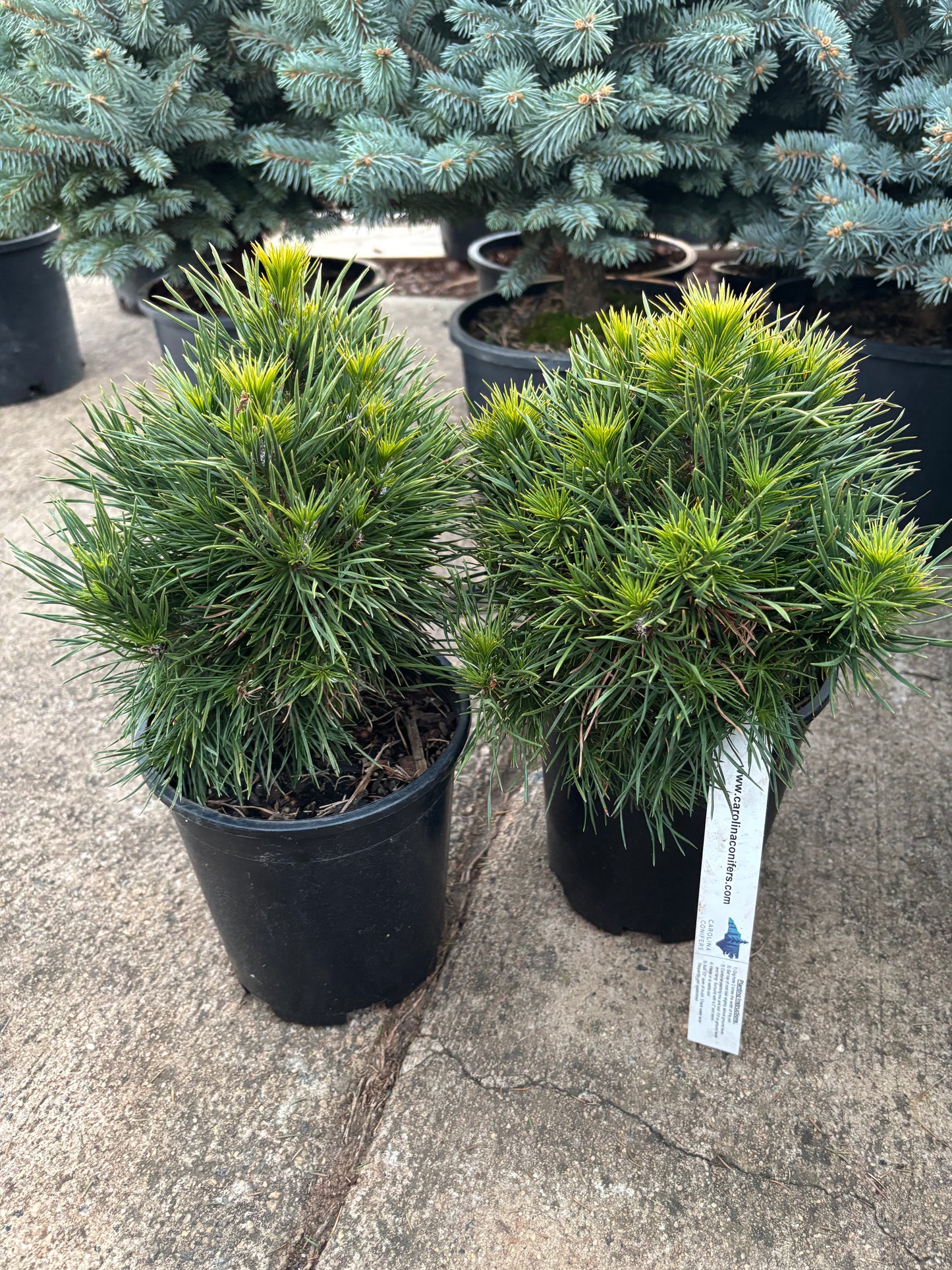 Pinus sylvestris 'Green Penguin'