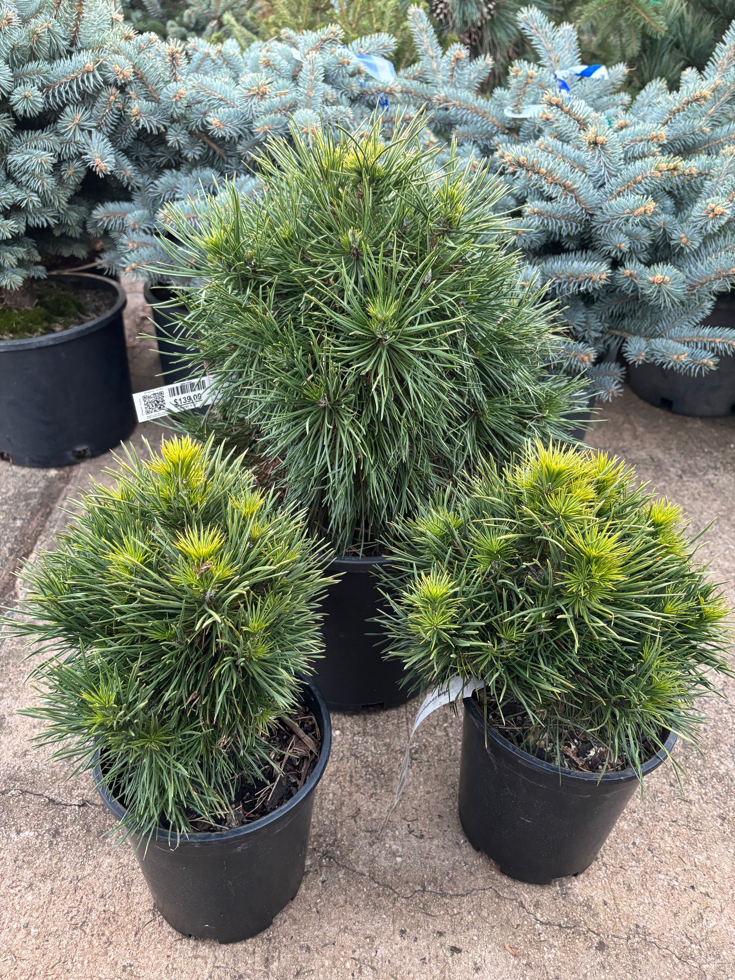 Pinus sylvestris 'Green Penguin'
